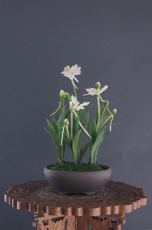 盆栽 鷺草 Egret flower Bonsai #72（鉢変更）
