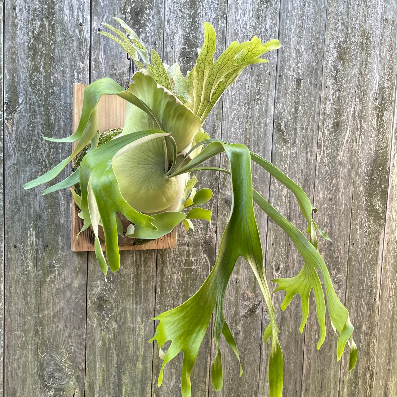 P.white bat ビカクシダ（宝石のような観葉植物のお店 【Jewelry Plant  