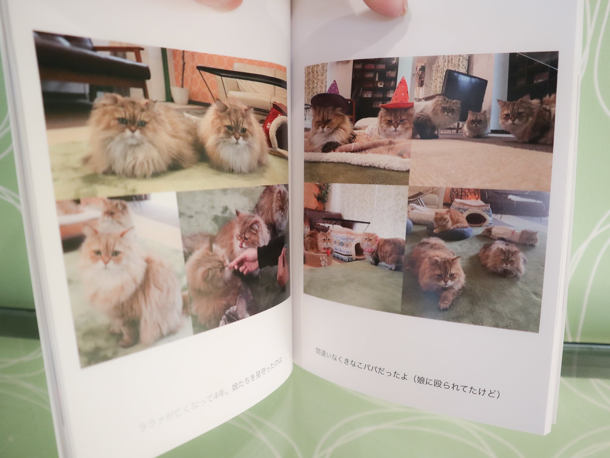 ねこカフェなる写真集 各種 | ねこｶﾌｪなる ｜長野の猫カフェ