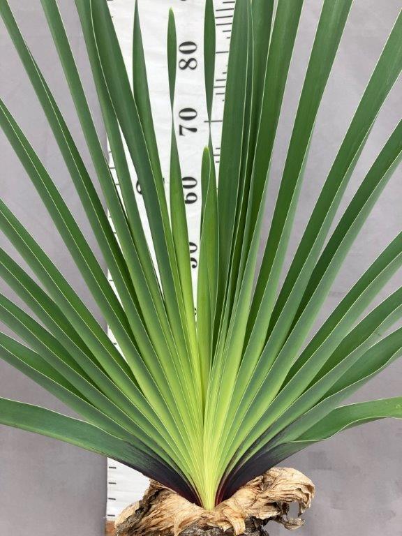 観葉植物 | 日本ライン花木センター