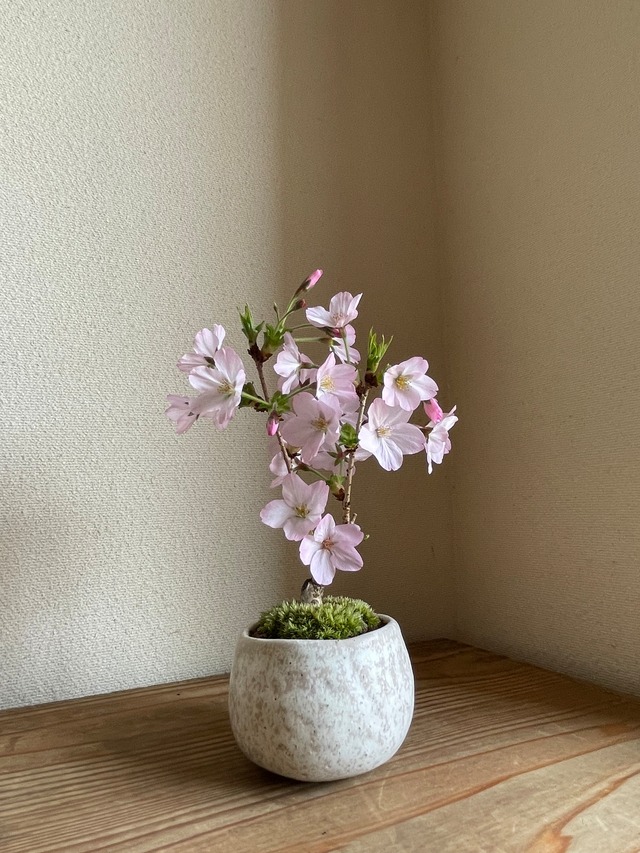 盆栽　十月桜