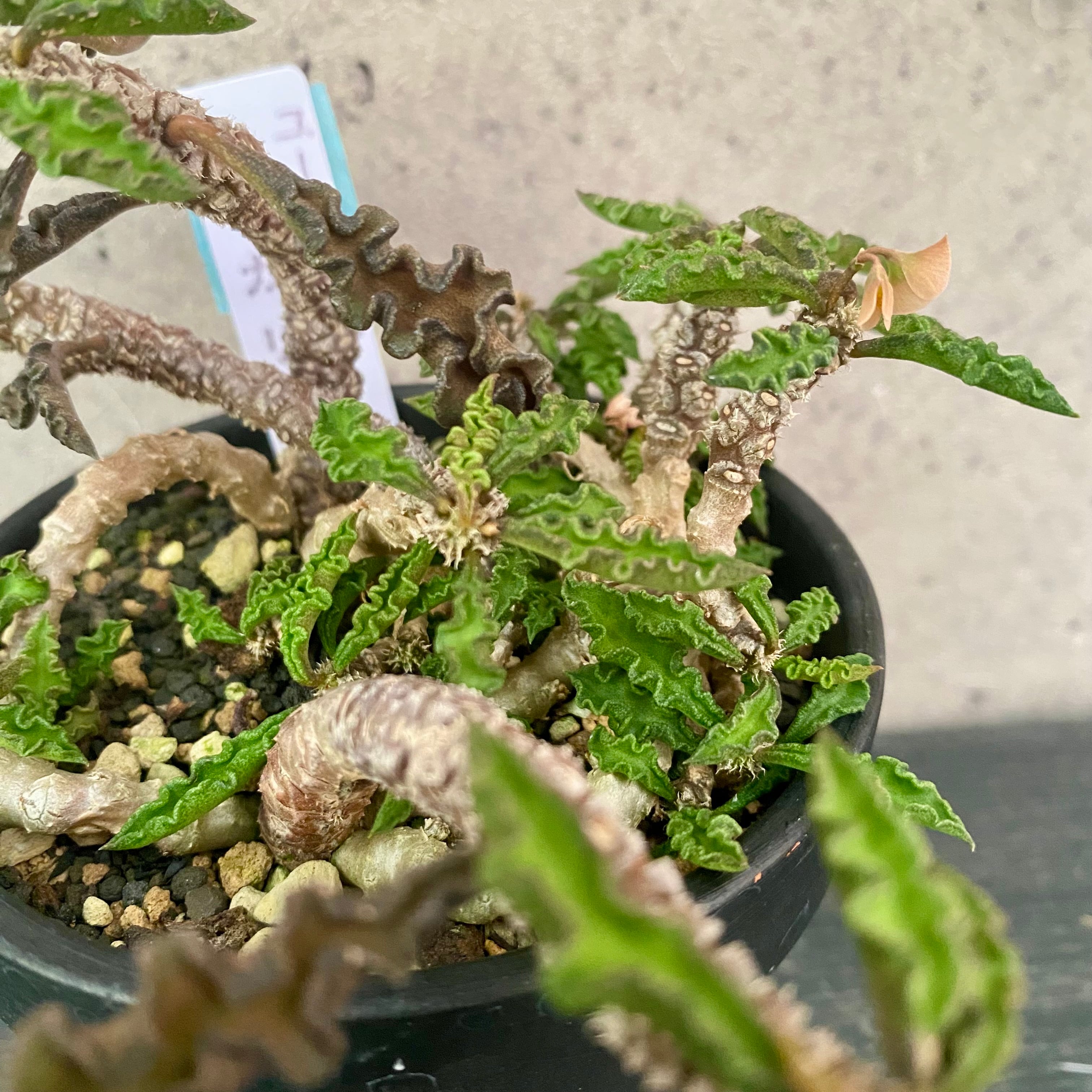 タンクブロメリア エクメア『Roberto Menescal』 | Planet Plants