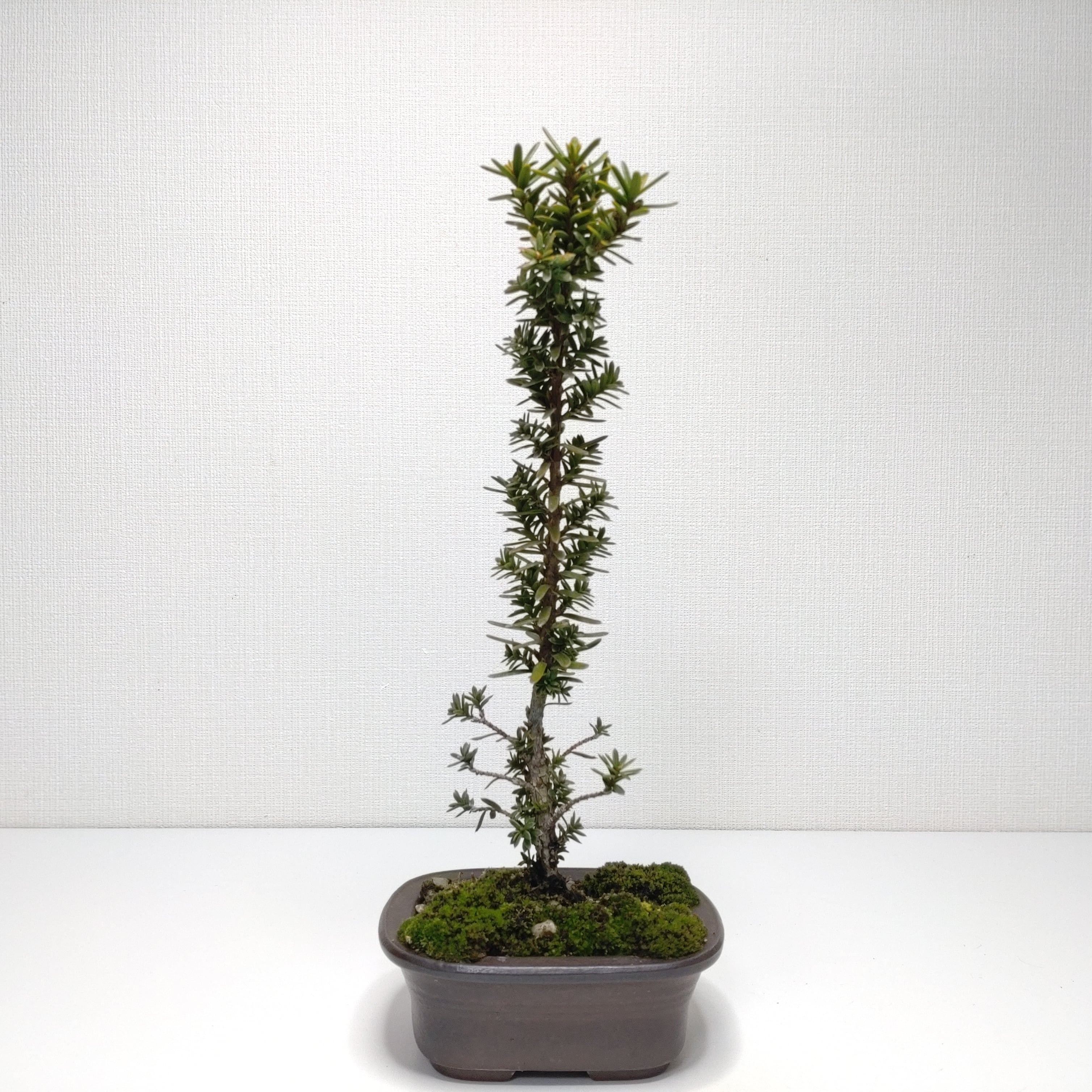 伽羅木（キャラボク）盆栽 CS201 | 盆栽創【Bonsaisou】