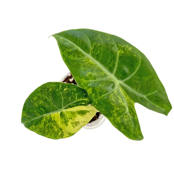 アロカシア ピンクドラゴン 斑入り 3号 幼苗 ネガミエル Alocasia Pink