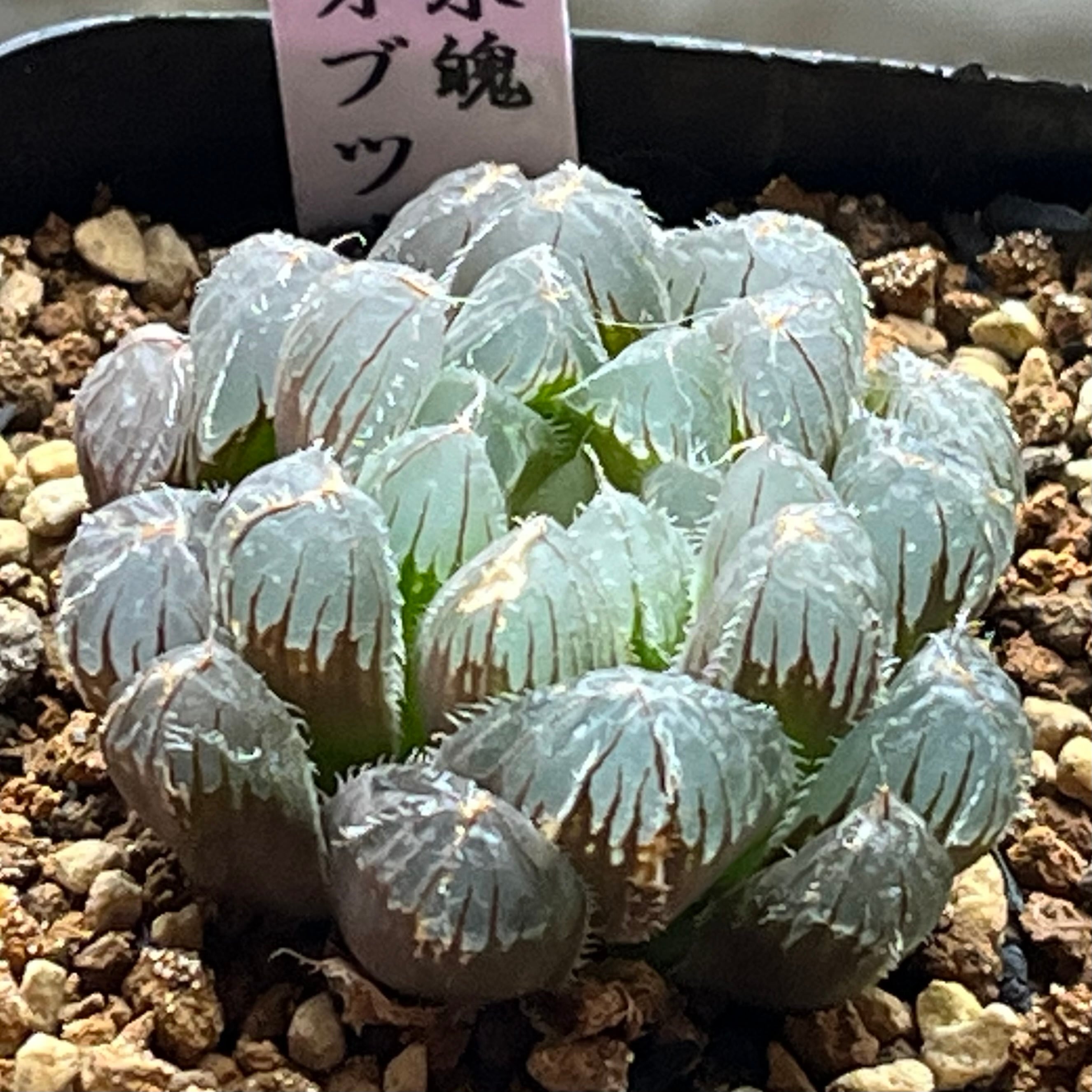 オブツーサ系 | mocono_plants