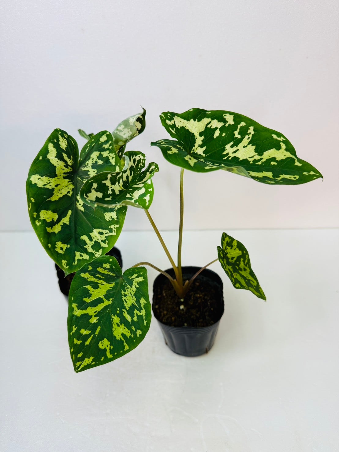 クロトン Prang Thip 4号 | 観葉植物と雑貨のお店 VIVAGREEN