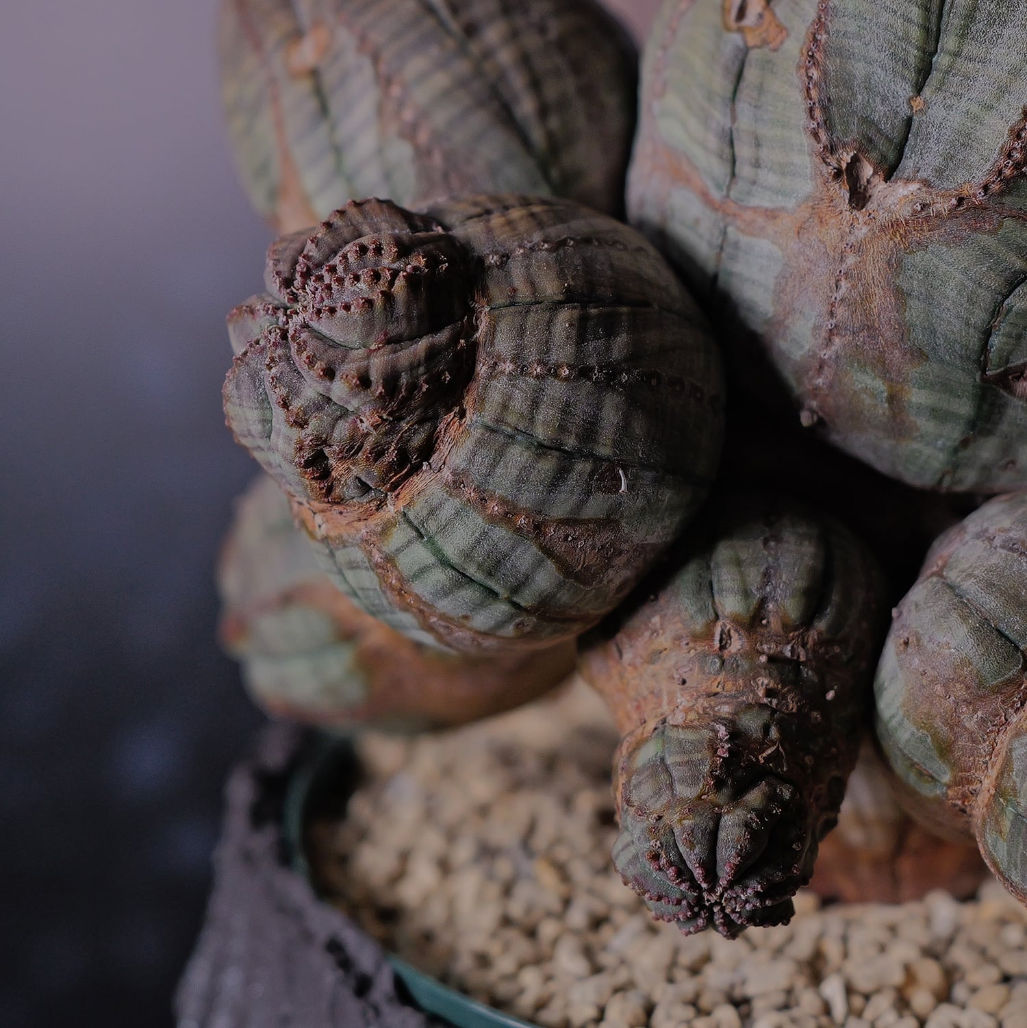 メス株【超厳選株】異型 超大株 最大幅約13.8cm 仔吹き 捻じれ