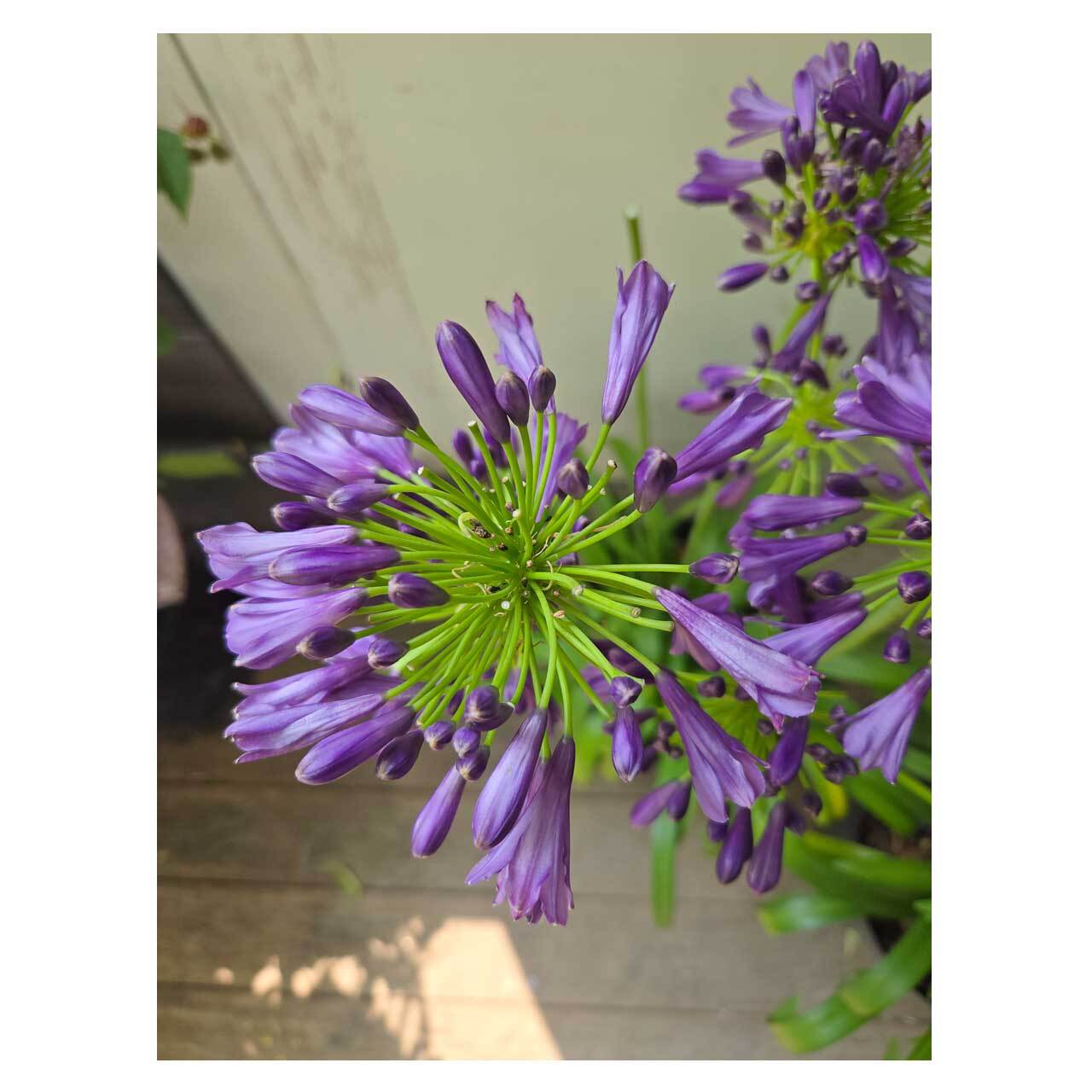 濃い紫色の多弁花　確認用 Agapanthus 'Poppin' Purple' | Seeding