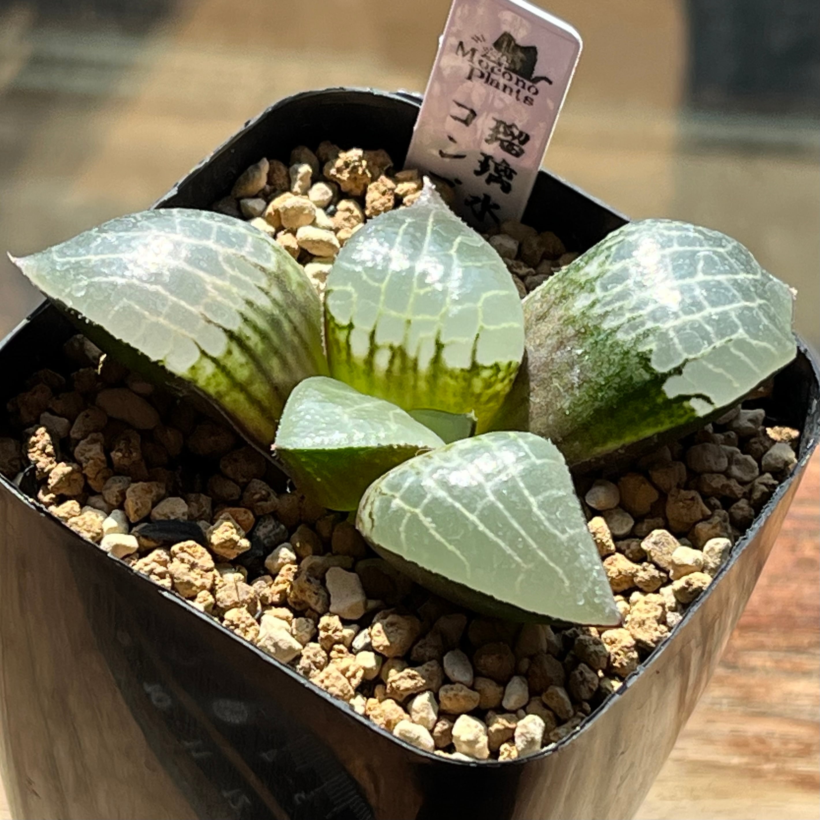 mocono_plants