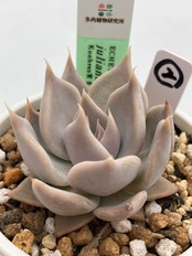 【現物商品】ECHEVERIA juliana,Rio Piaxla ② 原種 実生苗