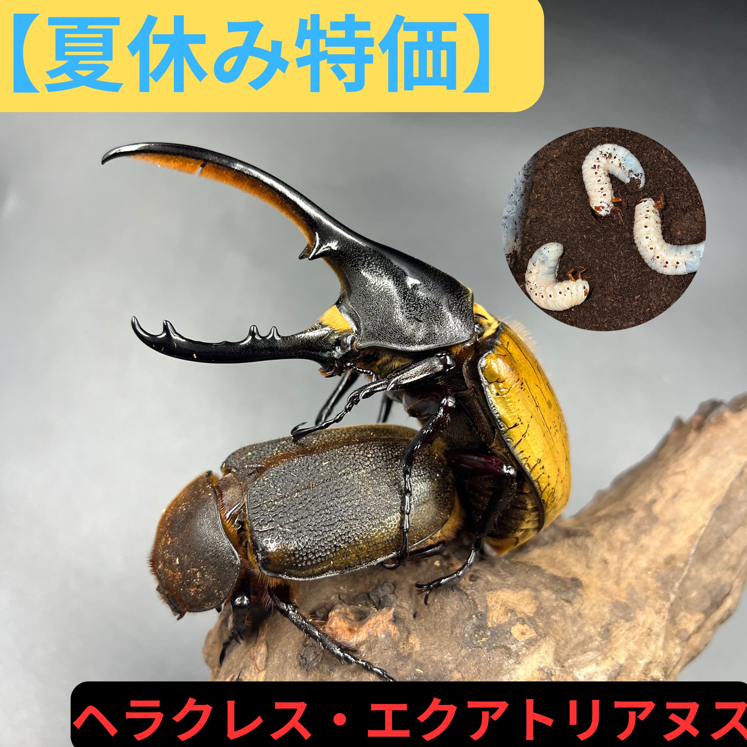 DHH ヘラクレスヘラクレス 143mmペア ④