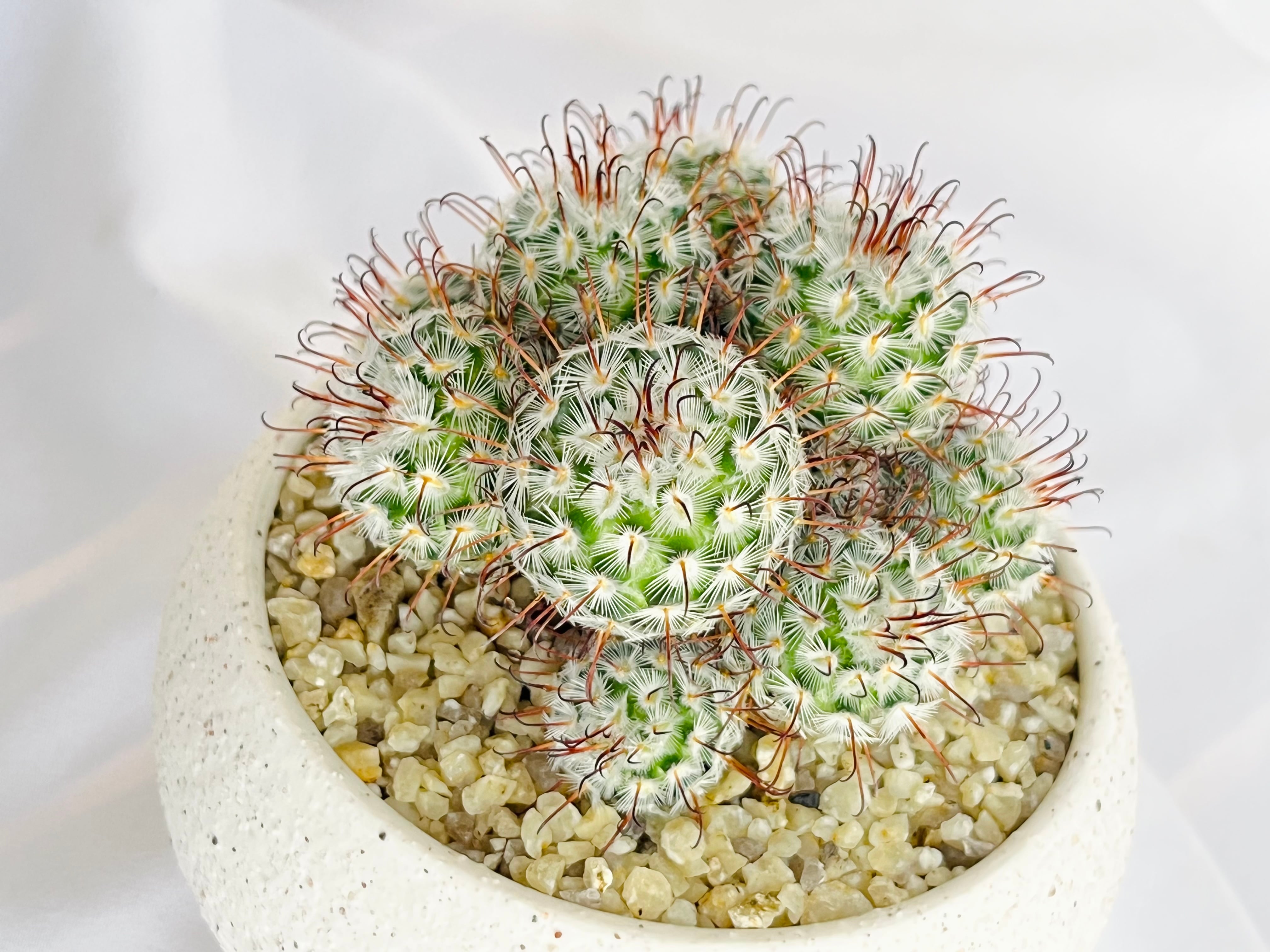 Mammillaria perezdelarosae マミラリア ペレスデラロサエ サボテン