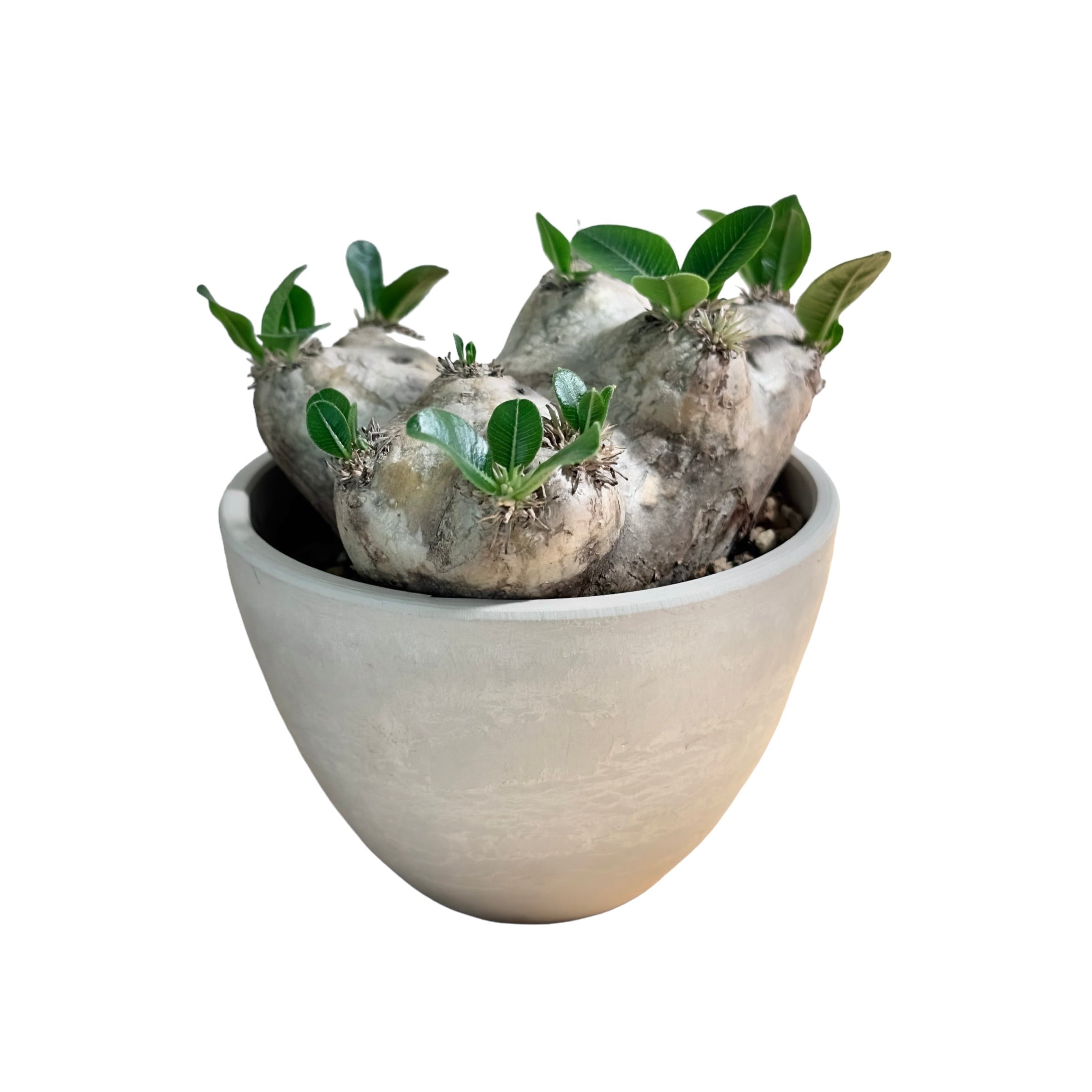 現地株 発根済 グラキリス バリエム鉢付き