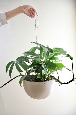 【S】エピプレナム ピナツム ドラゴンテール/Epipremnum pinnatum 　※スチールハンギングポット付き