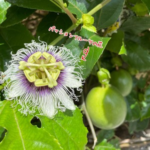 4～5月期間限定！南城市産パッションフルーツ約1kg