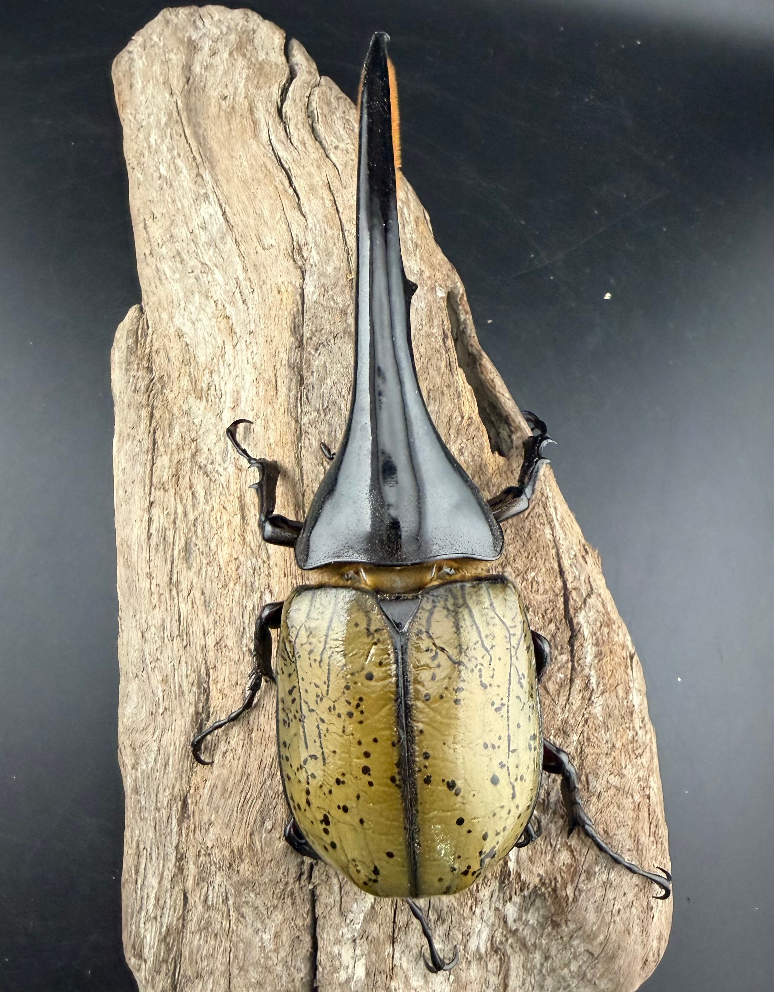 ヘラクレス・ヘラクレス 140mm ペア》 | KPW公式オンラインショップ