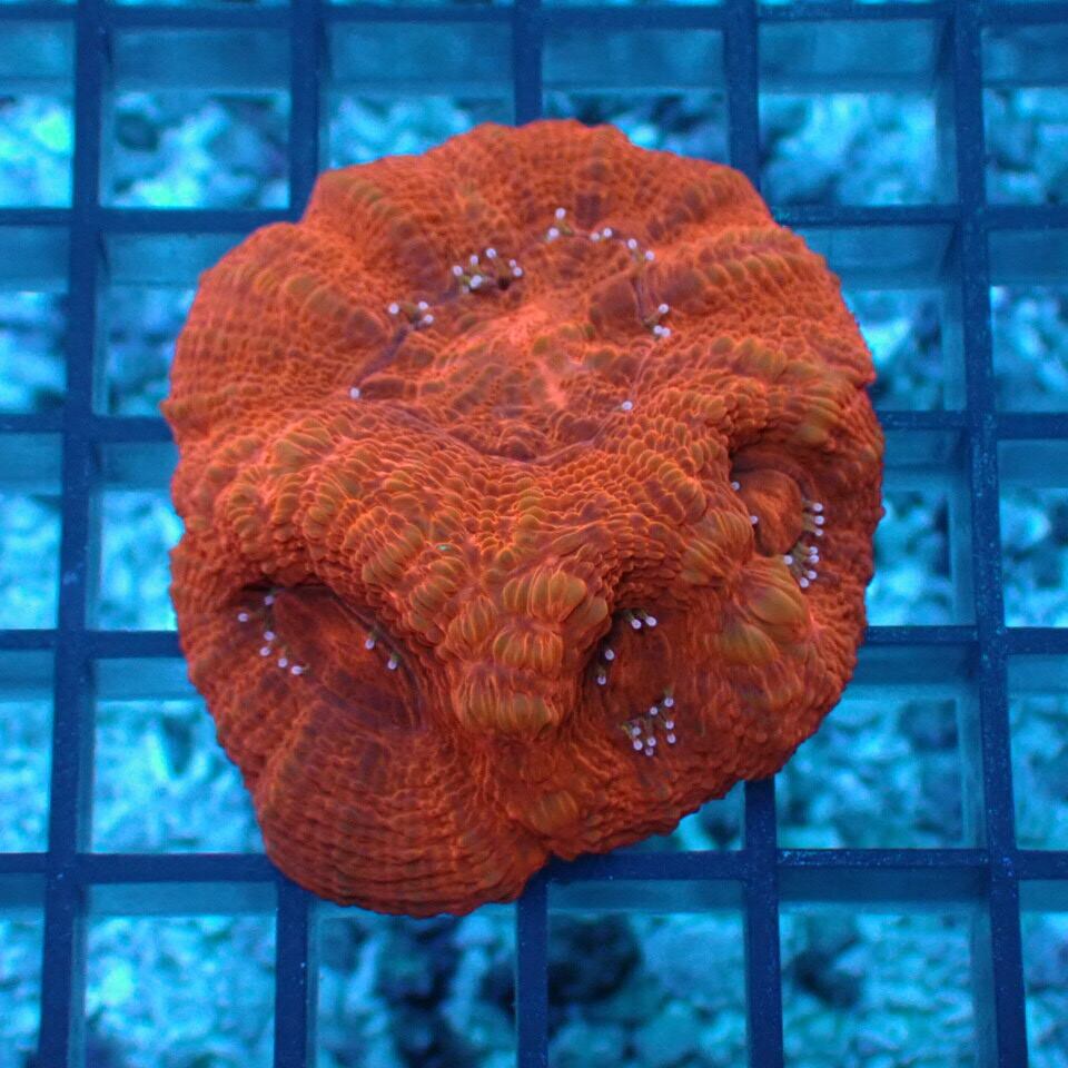 ボアバンキ(オオトゲキクメイシ) ゴールド ボアバンキ(オオトゲ