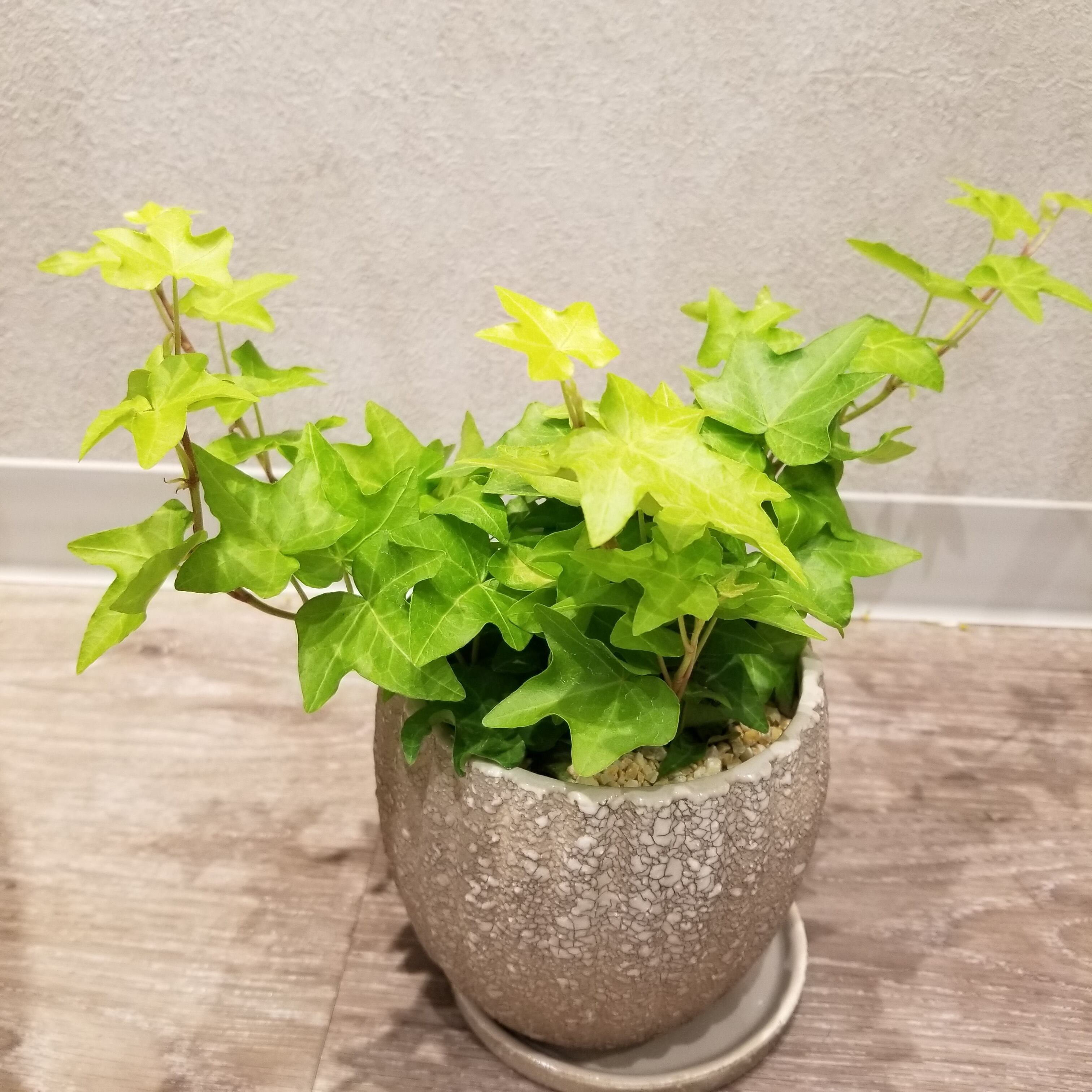 一点もの アイビー 観葉植物 ヘデラ 開店祝い 新築祝い 引越し祝い お祝い 自宅用 フラワーギフト専門店 Conoka Online Shop お花や観葉植物で記念日を彩る