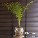 ロべ フェニックス ロベレニー 8号 グラスファイバーポット コンパクト Phoenix roebelenii ヤシ 観葉植物 0511GL