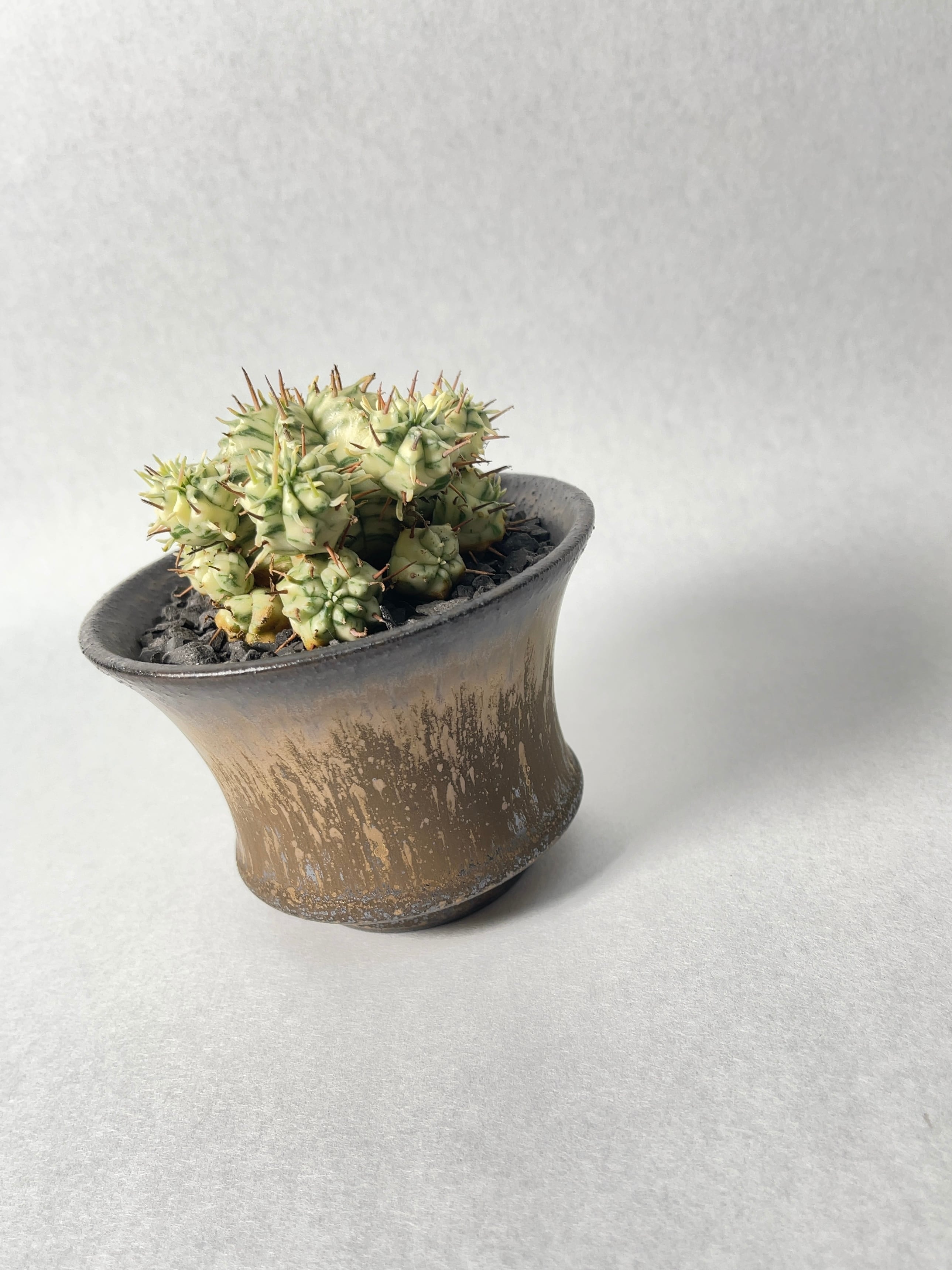 ユーフォルビア・メロフォルミス錦hyb. | trigger