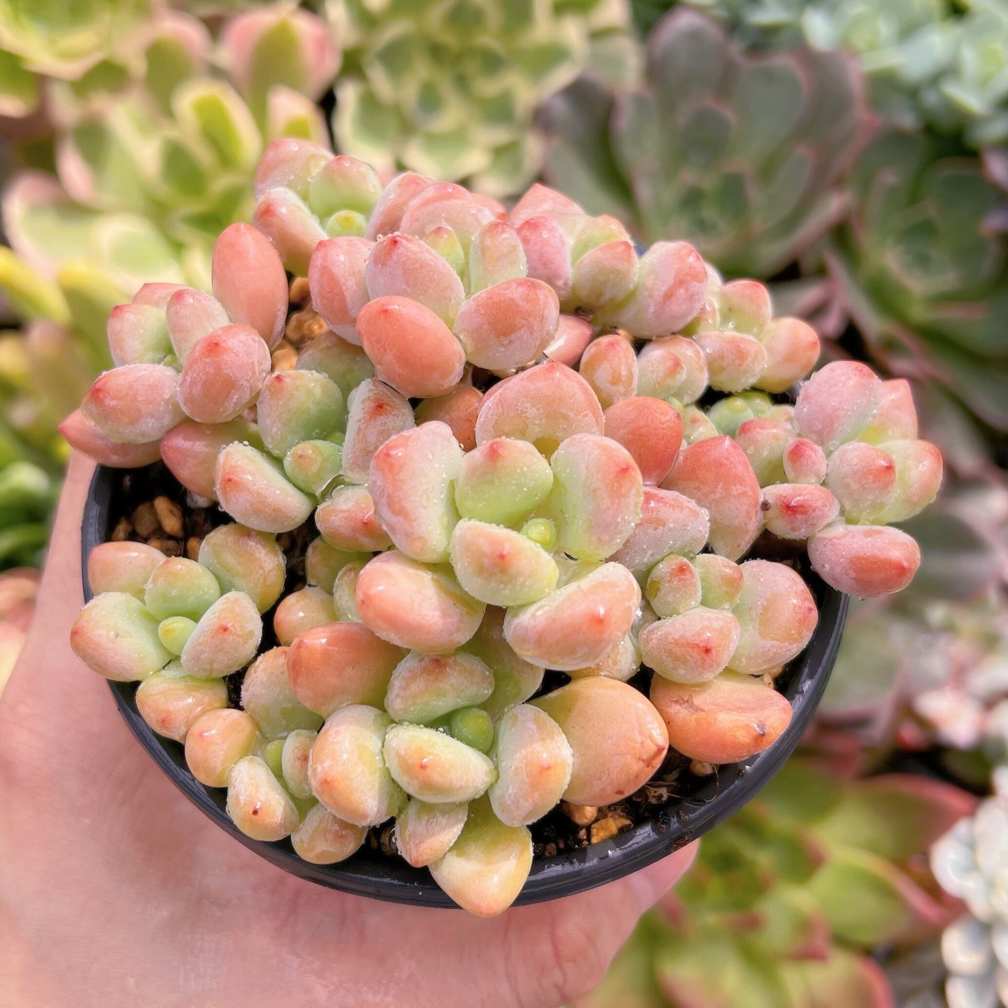 現物　マカロン#604   るる農園