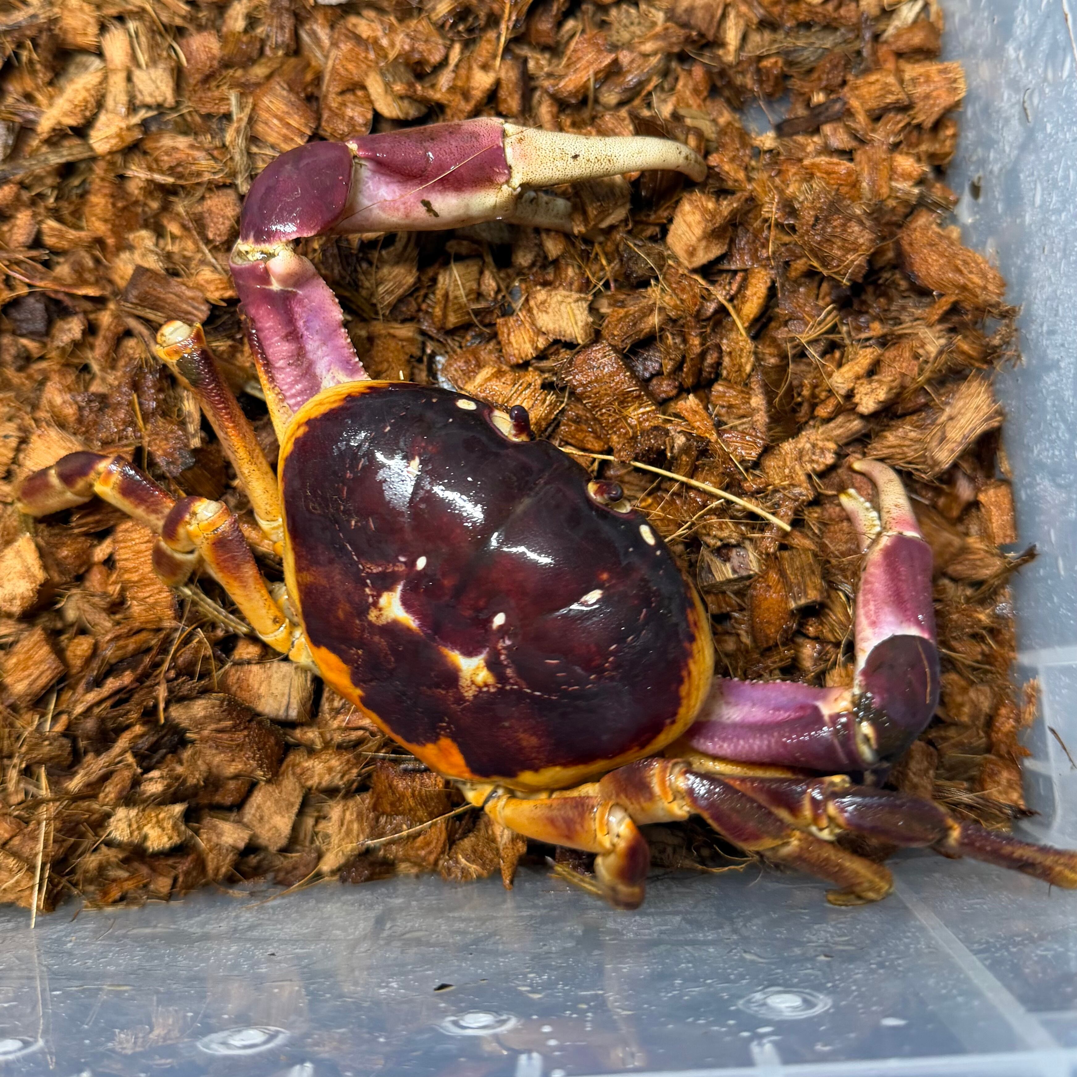 激レア】ハイナンムラサキオカガニ② 奇蟲 カニ エビ 甲殻類 観賞魚