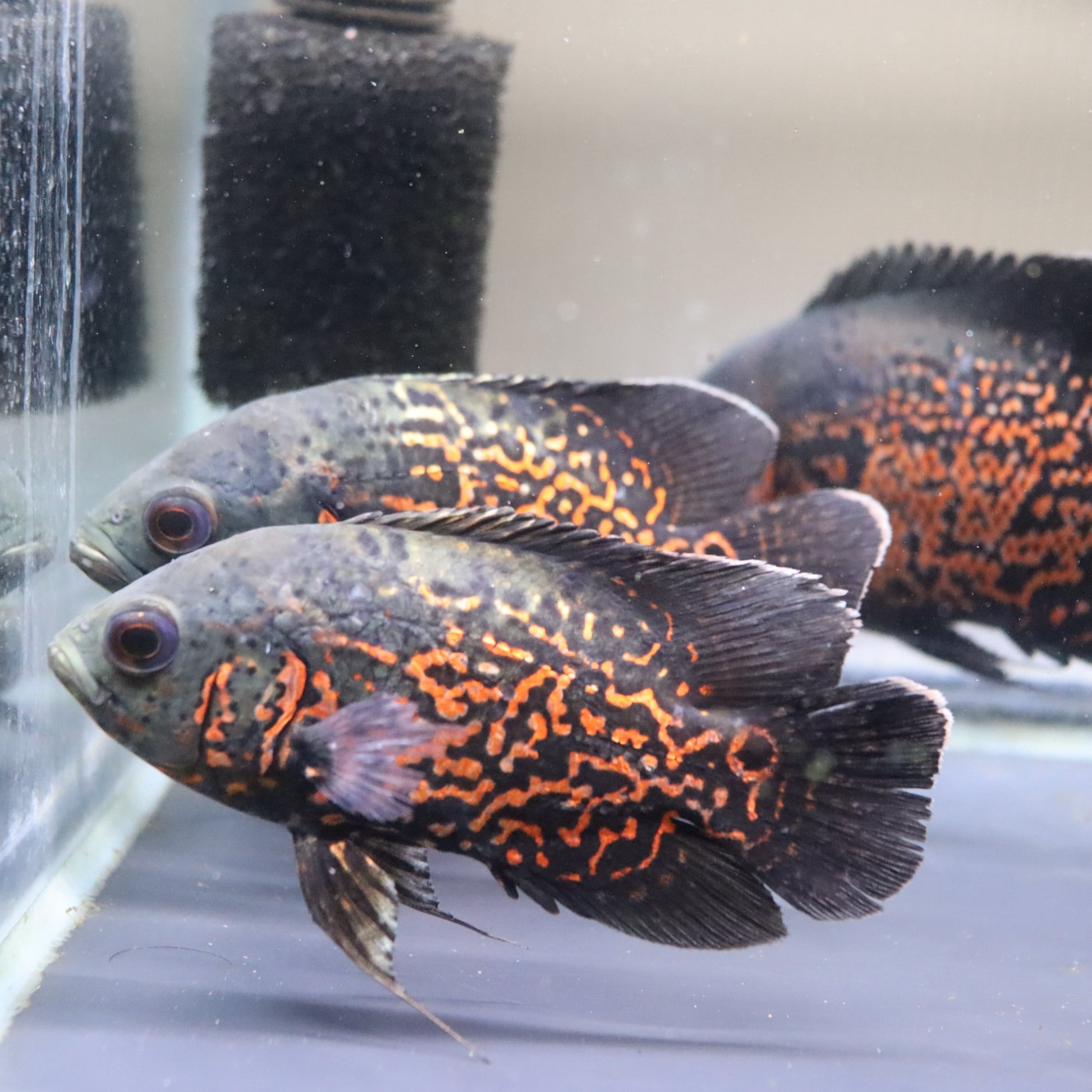 ルビーレッドオスカー 11〜13cm 1匹 選び無し | 金魚・熱帯魚