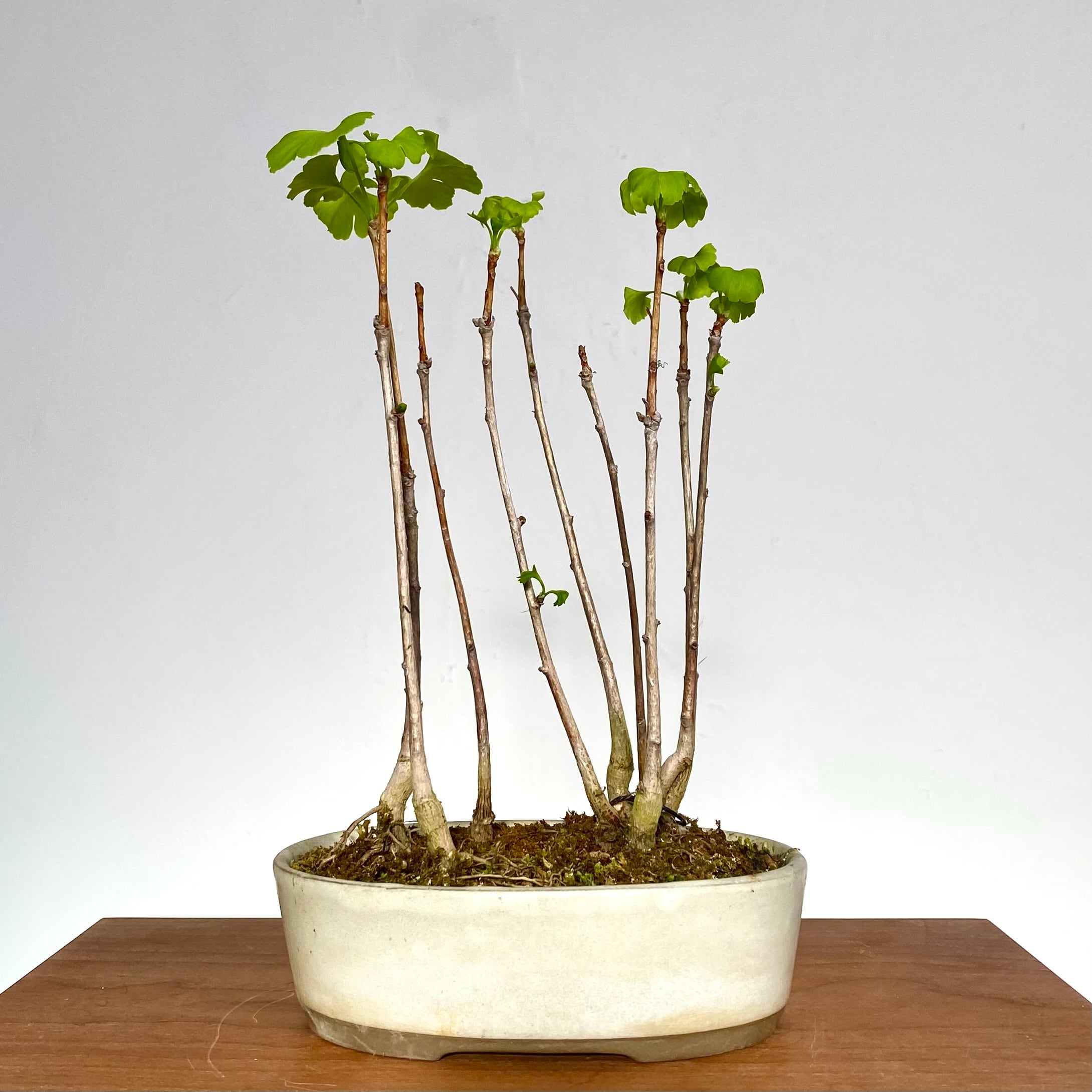 盆栽 『イチョウ』 紅葉 インテリア 観葉植物 ガーデニング 送料無料 b185 盆栽 『イチョウ』 紅葉 インテリア 観葉植物 ガーデニング 送料無料 b185