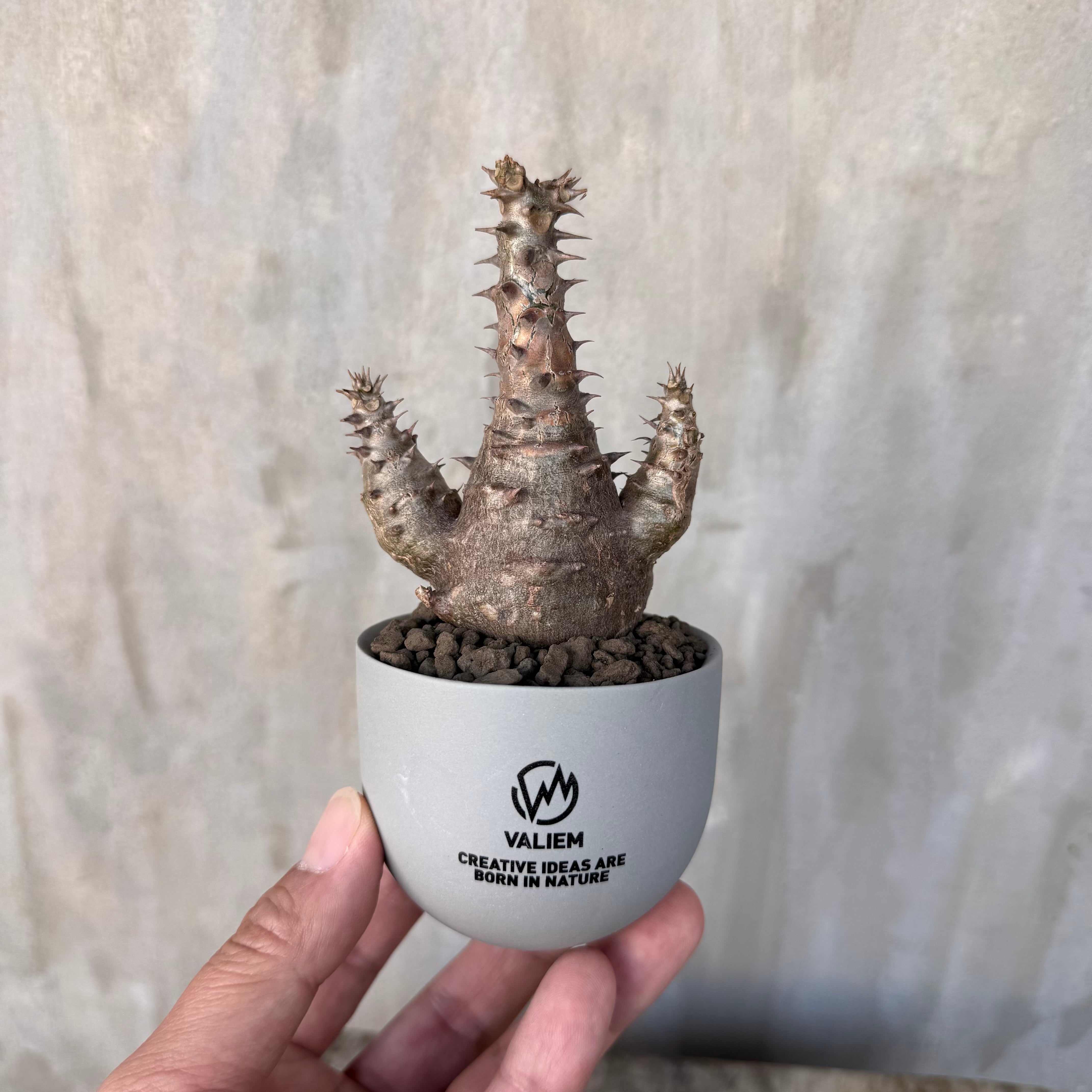 植物鉢】新色！ Valiem GHOST（WARP / XSサイズ）単品（サンドベージュ