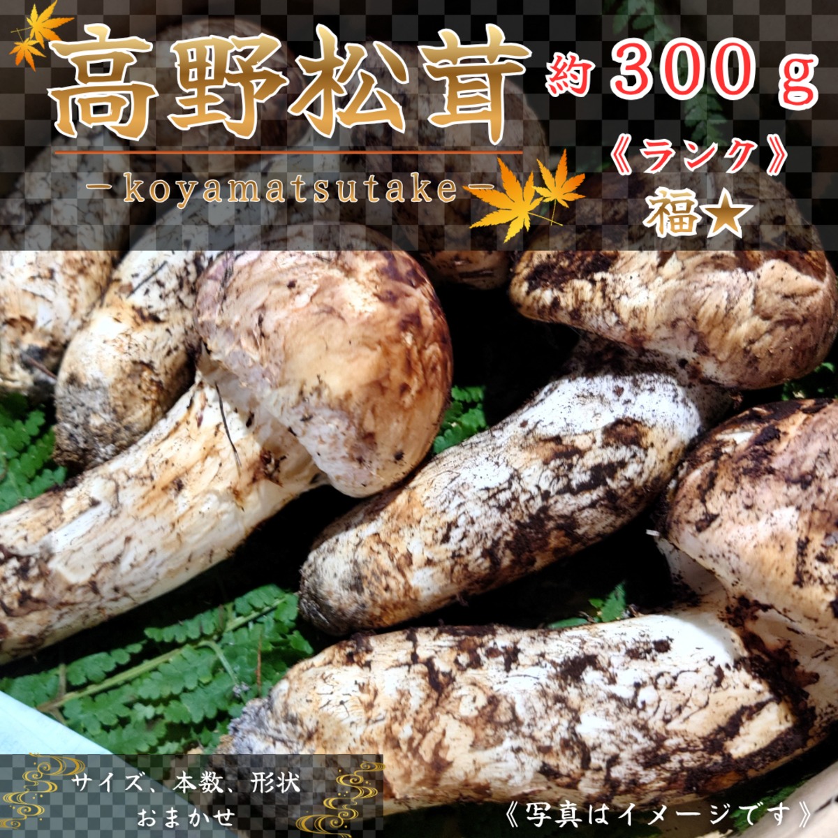 2026年10月上旬から順次発送】国産松茸 300g ランク《》無くなり次第