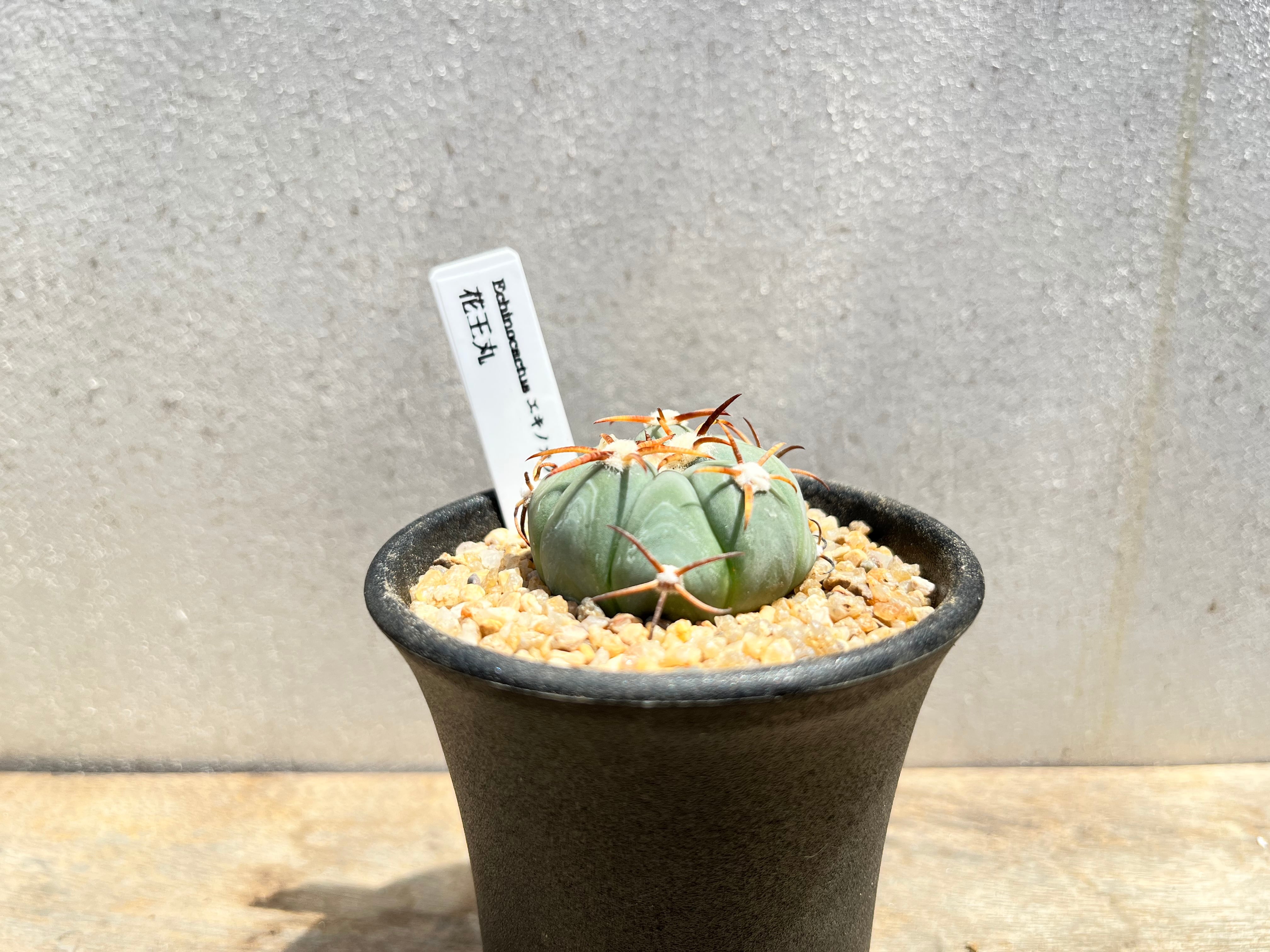 Echinocactus horizonthalonius　エキノカクタス　花王丸　サボテン