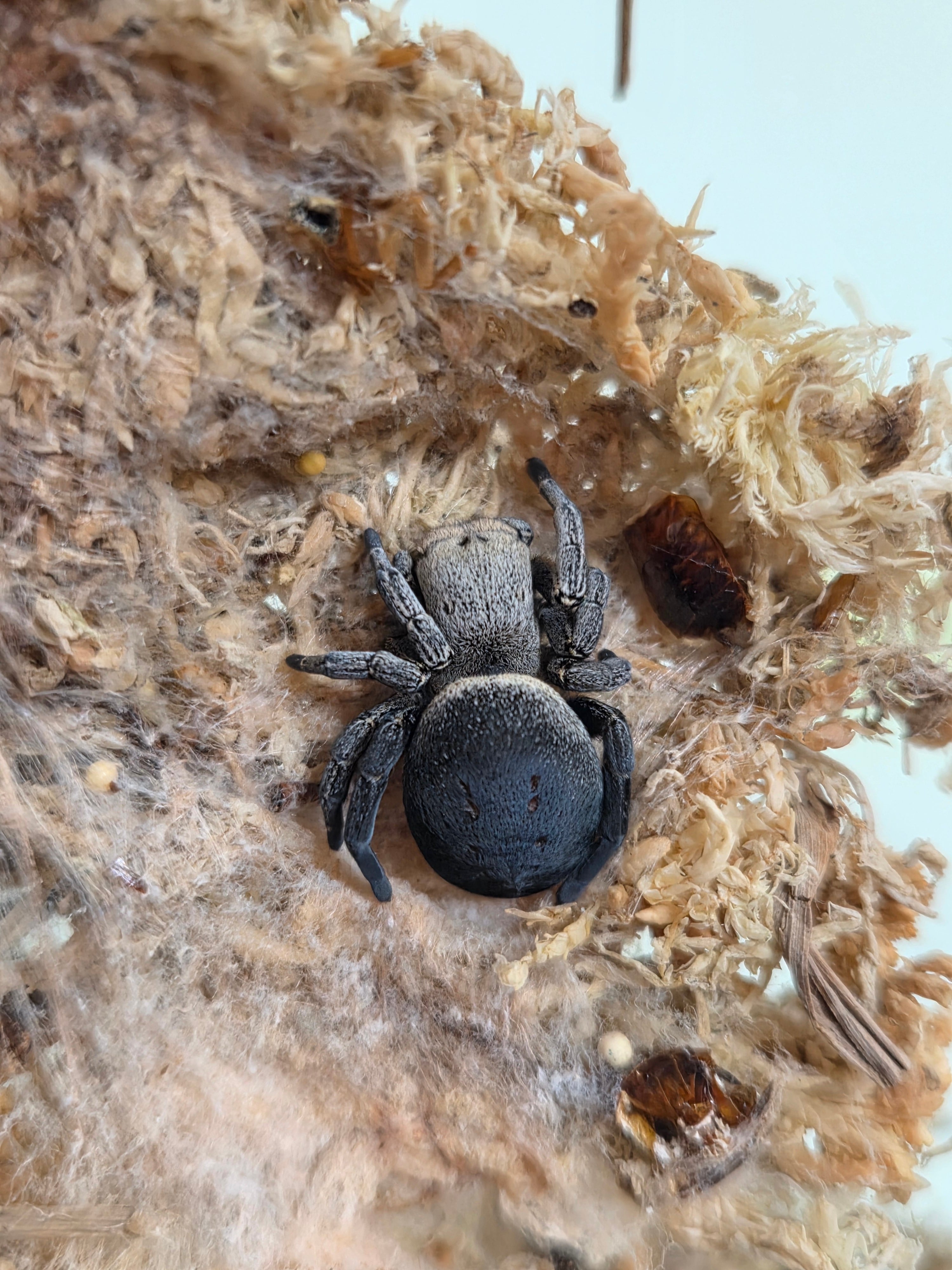 採餌様式:造網 ゴケグモ、ジョロウグモなど | Bebe Rep. 奇蟲部門