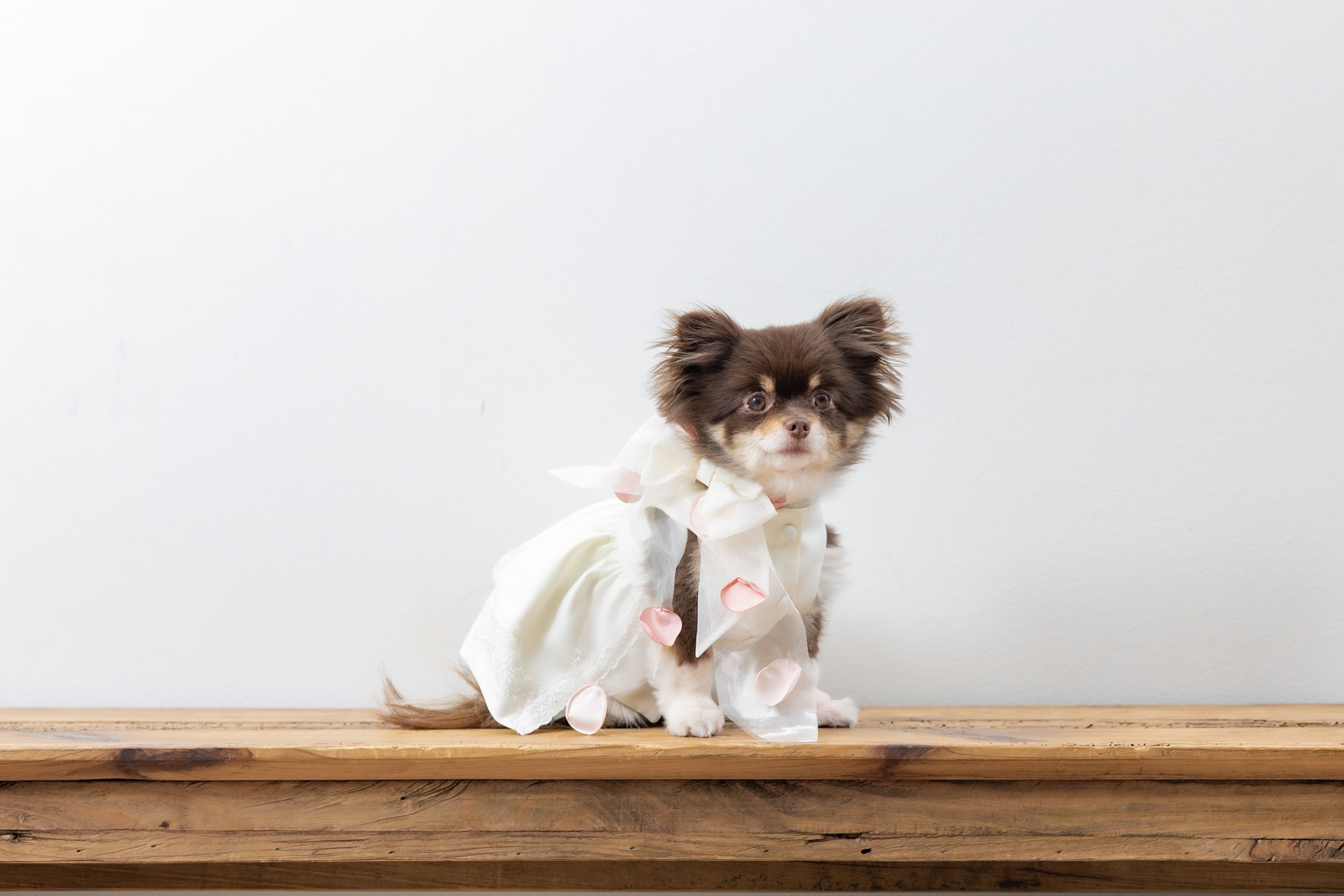 小型犬用ウエディングドレス  -レンタル-