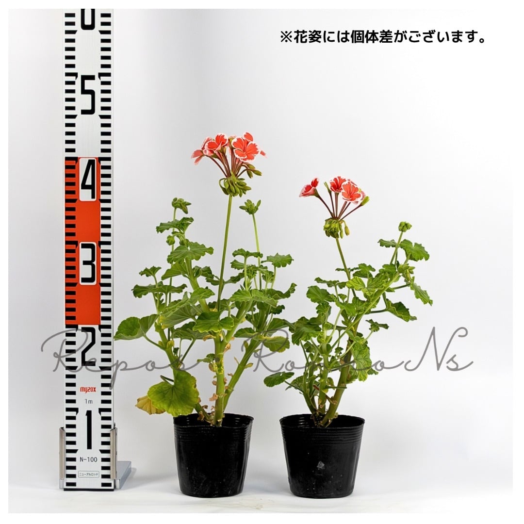 プレミアムゼラニウム：ミスターレン（3.5号） 覆輪咲き ゼラニウム苗