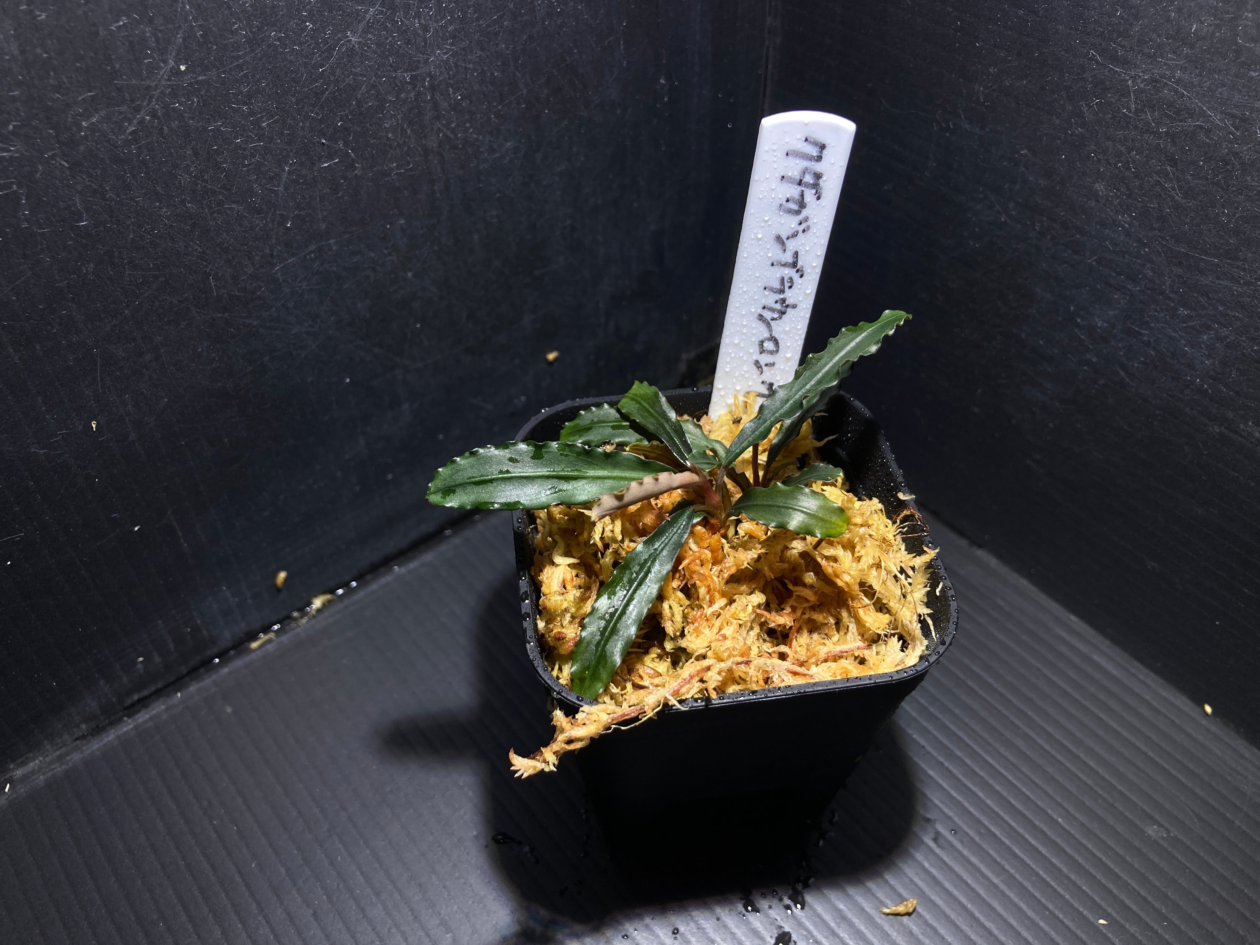 ブセファランドラ | AquaFocus