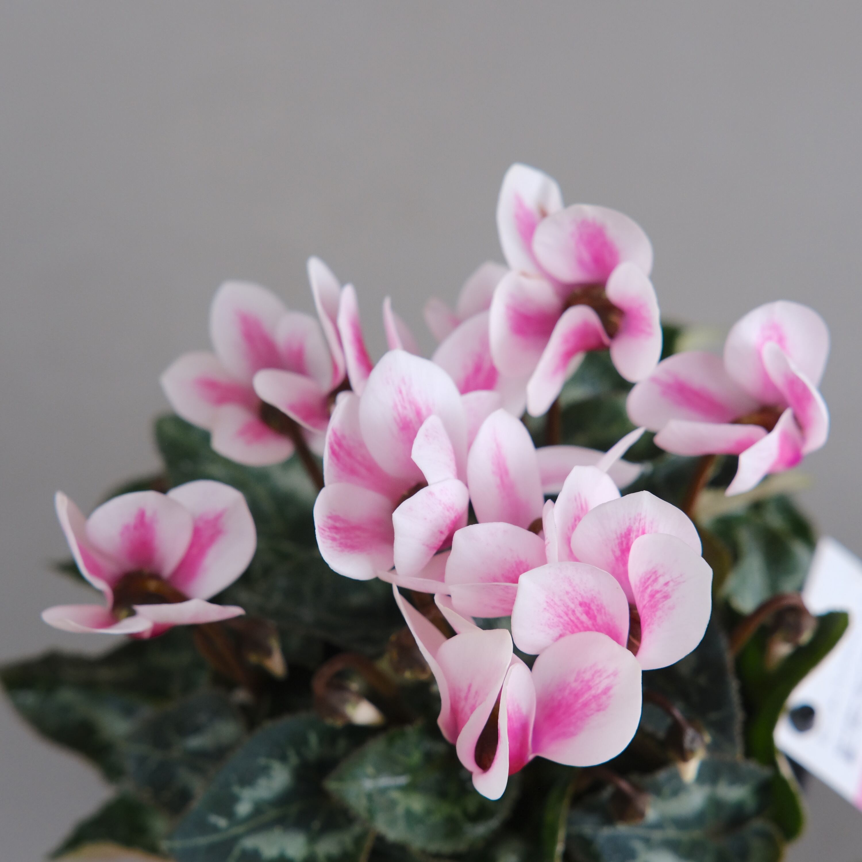 ガーデンシクラメン《 雪うさぎ 》軽井沢育ち 3号鉢 | グリーン