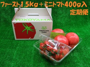 ファーストトマト1.5ｋg＋ミニトマト400ｇ入定期便