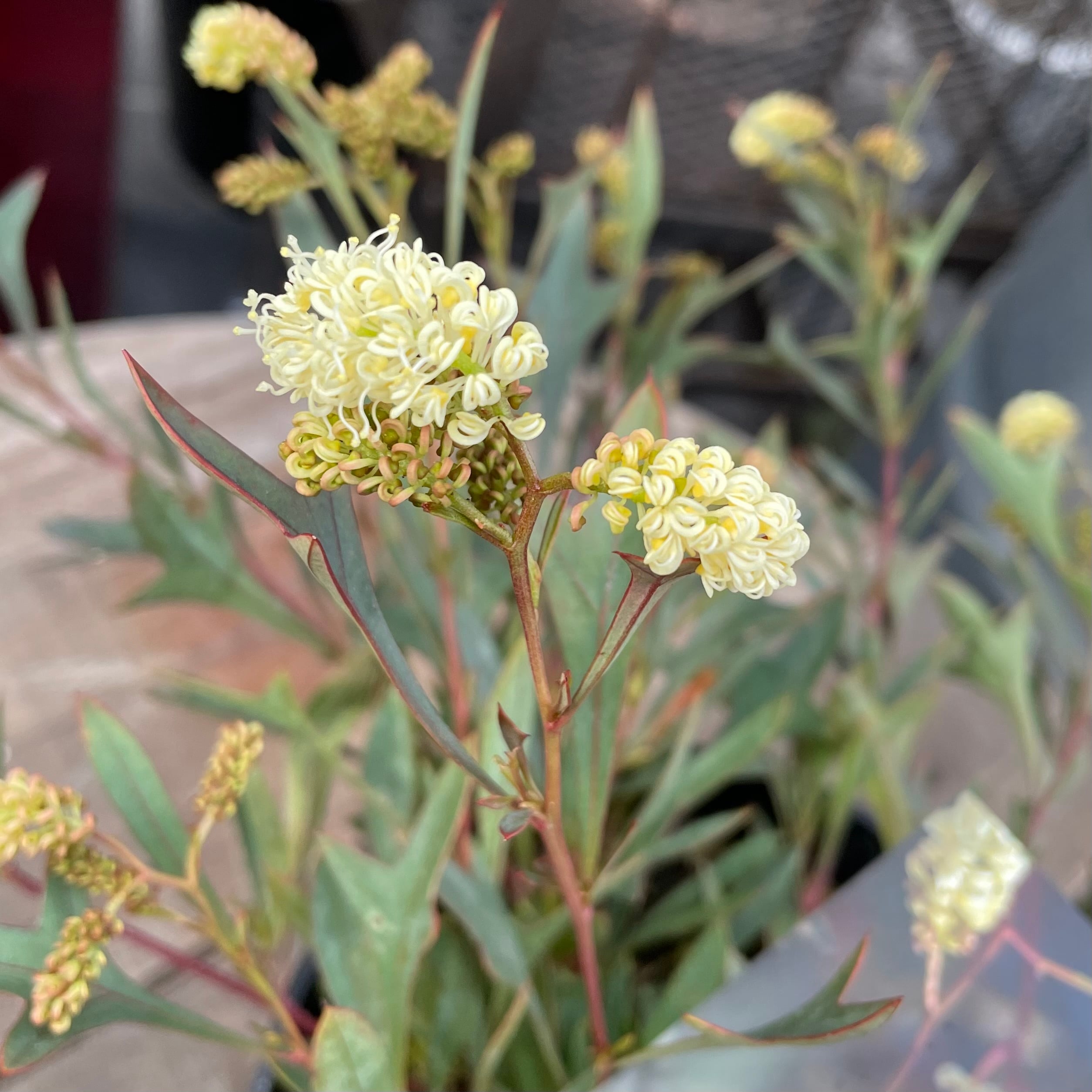 グレビレア シナフェア① | 沼ノ上農園