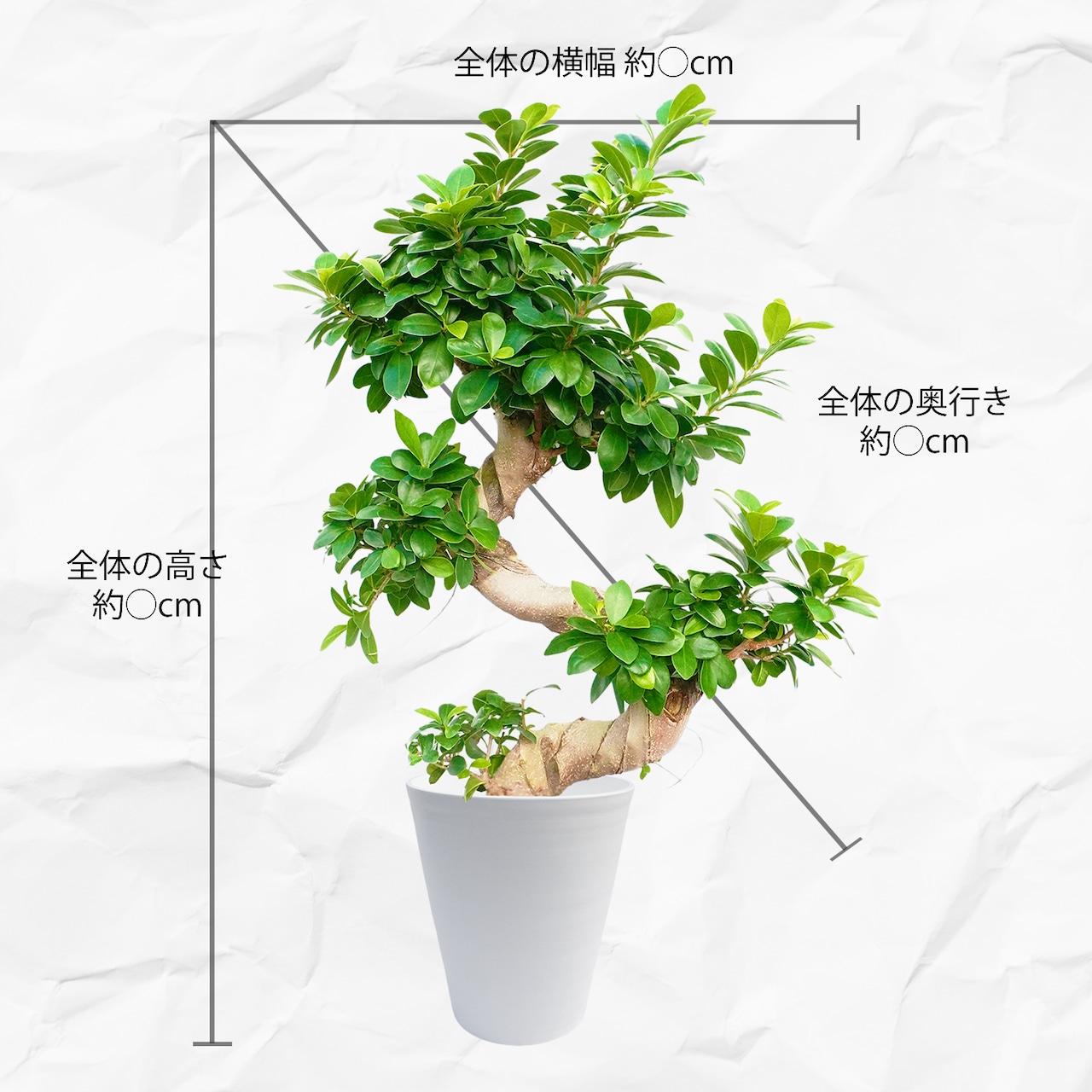 ガジュマルS字 育てやすい大型サイズ 7号 高さ80cm 受け皿付き