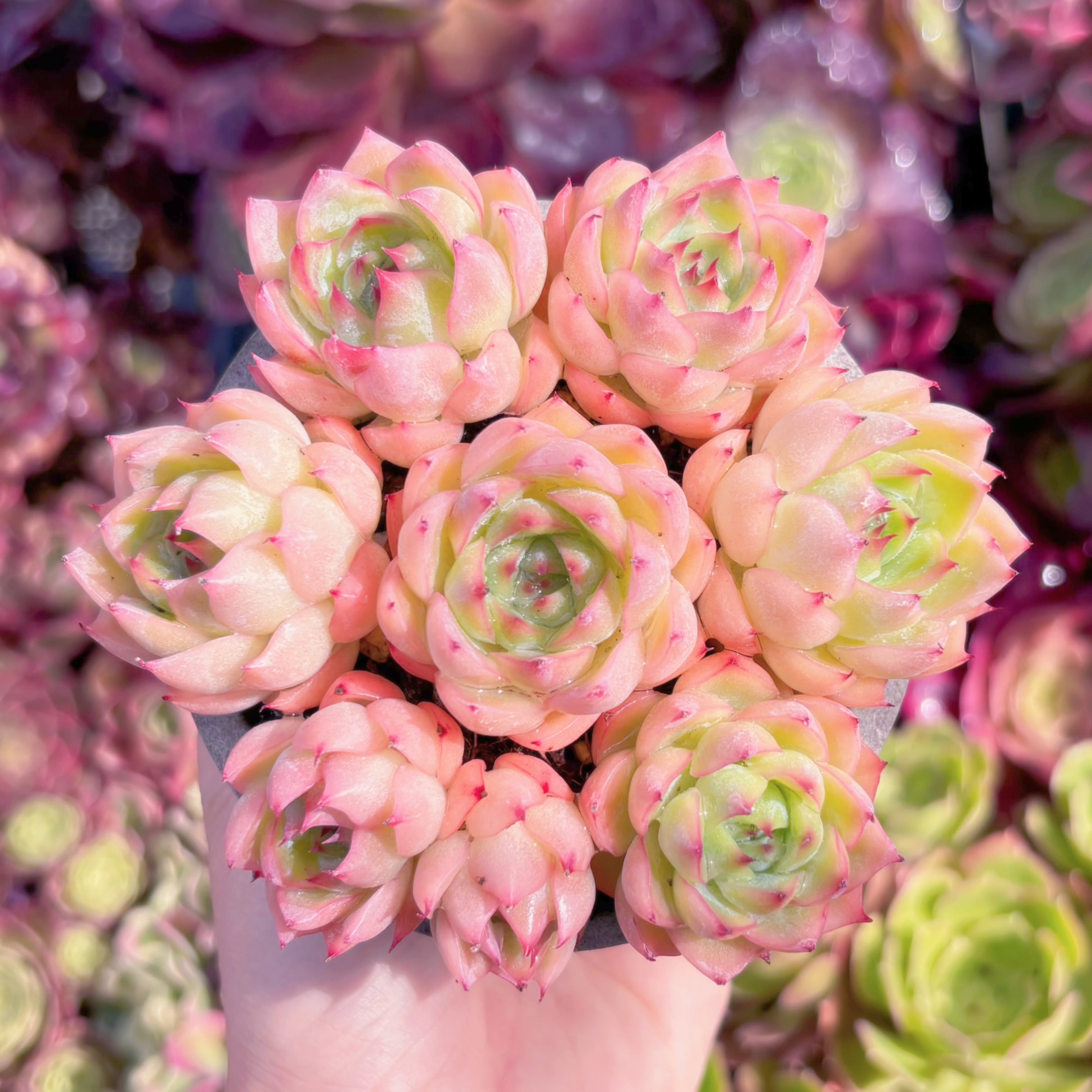 多肉植物　ピンククリスタル(7苗)　新入荷　るる農園
