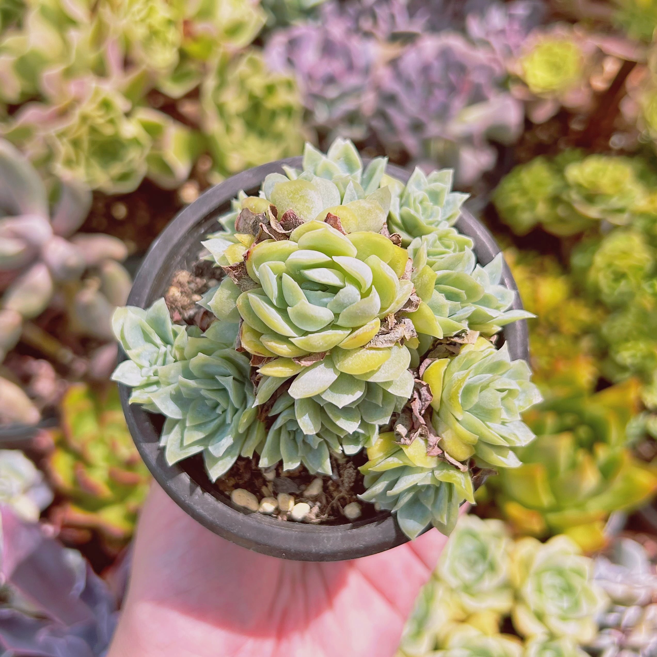 現物　多肉植物　クィーンローズ覆輪錦　抜き苗