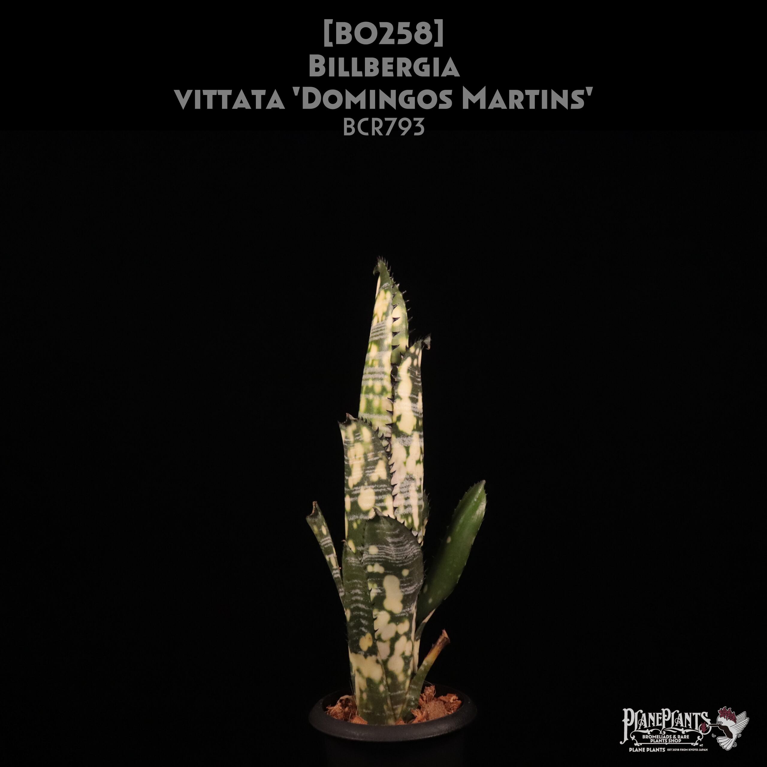 【reserved】Billbergia 'Domingos Martins'〔ビルベルギア〕現品発送B0258