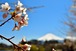河口湖の桜とうっすら富士山 04