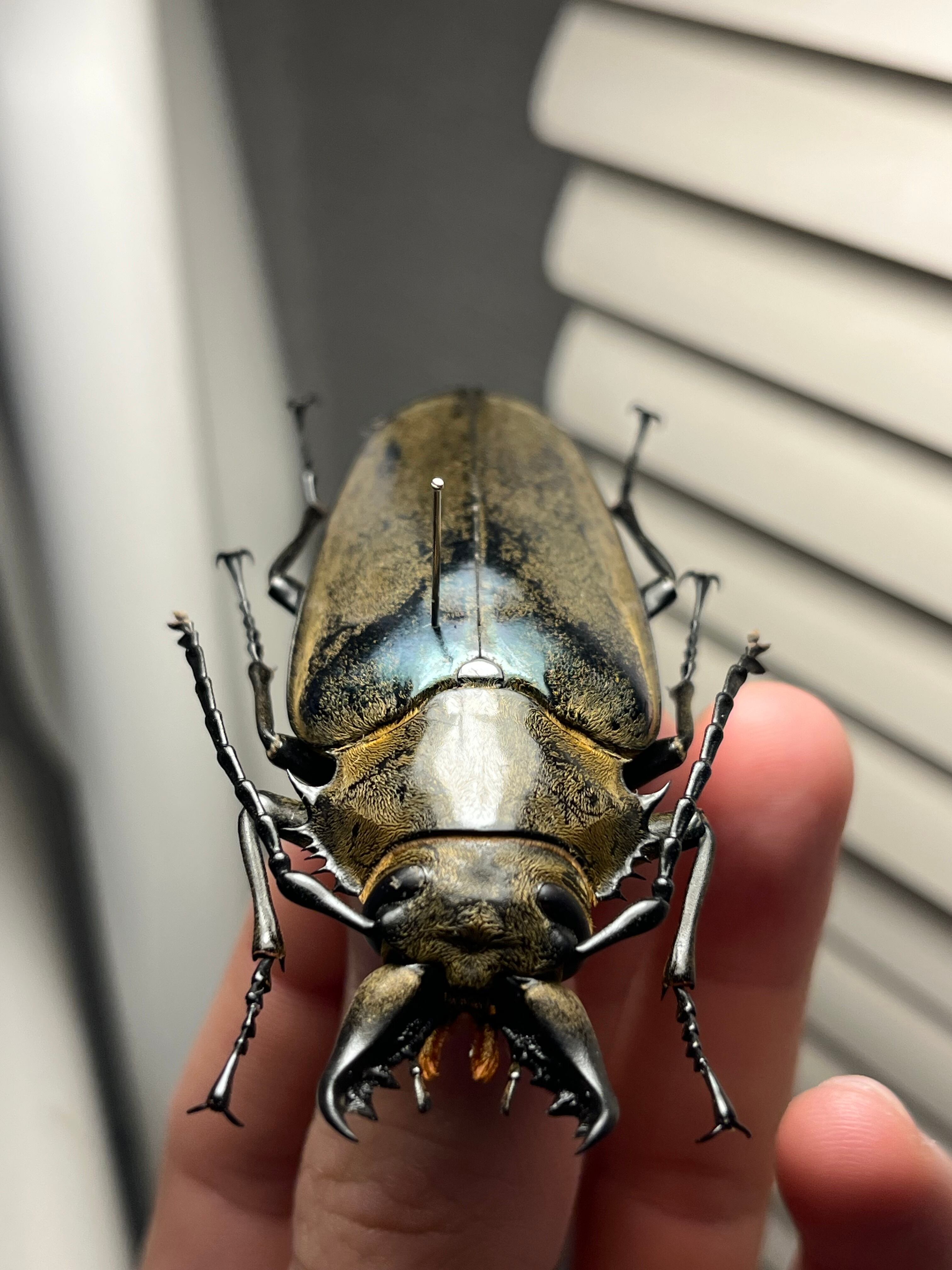 76mm】タテヅノクワガタモドキ カミキリムシ ウスバカミキリ 昆虫標本