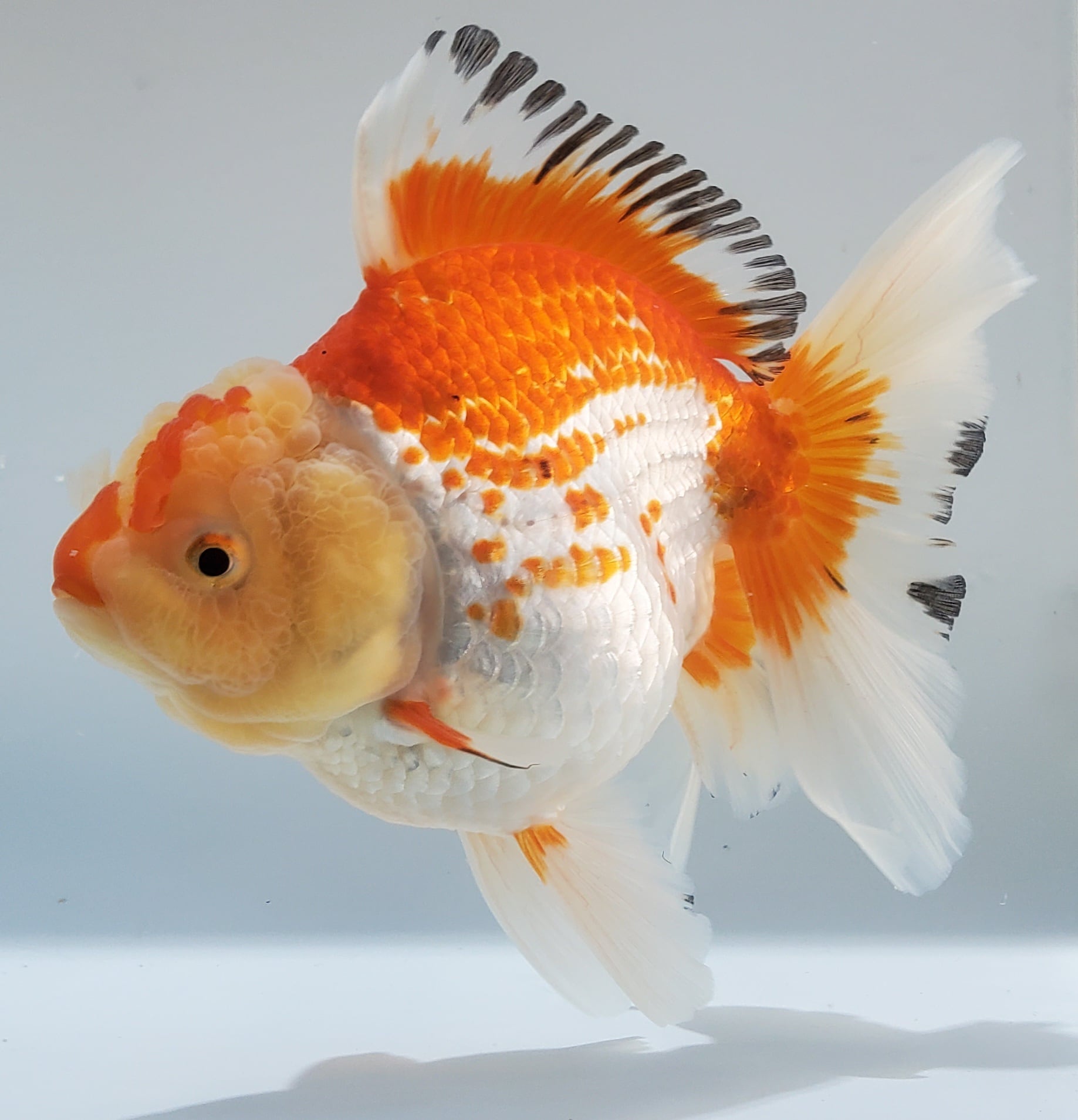 外国産 | 金魚と両生類のお店 さだお