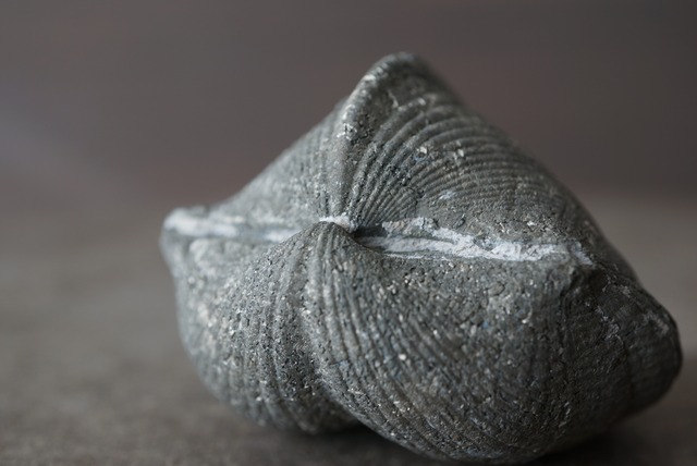 オハイオ州産黄鉄鉱化腕足類化石 Paraspirifer bownockeri 1481