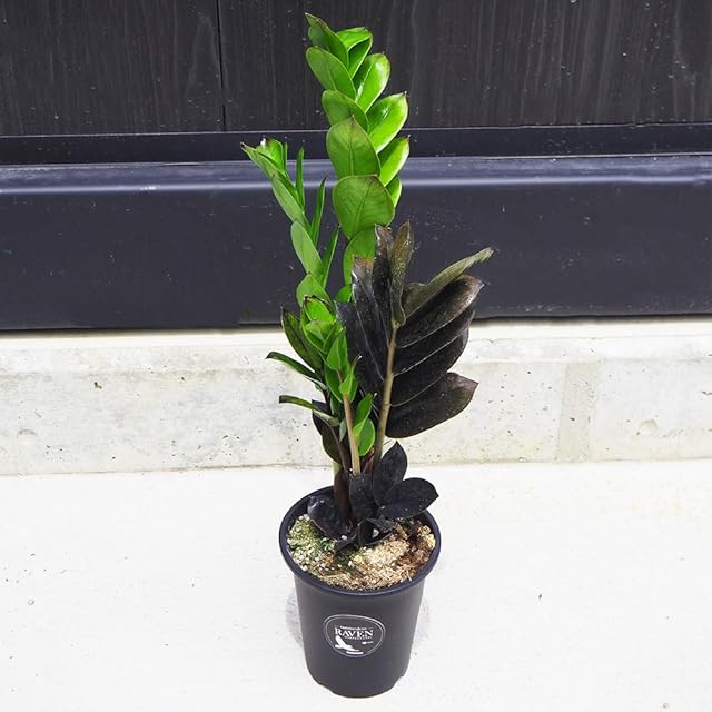 多肉植物 ドロサンテマム シュガーボール錦 抜き苗 1株 | PAY ID
