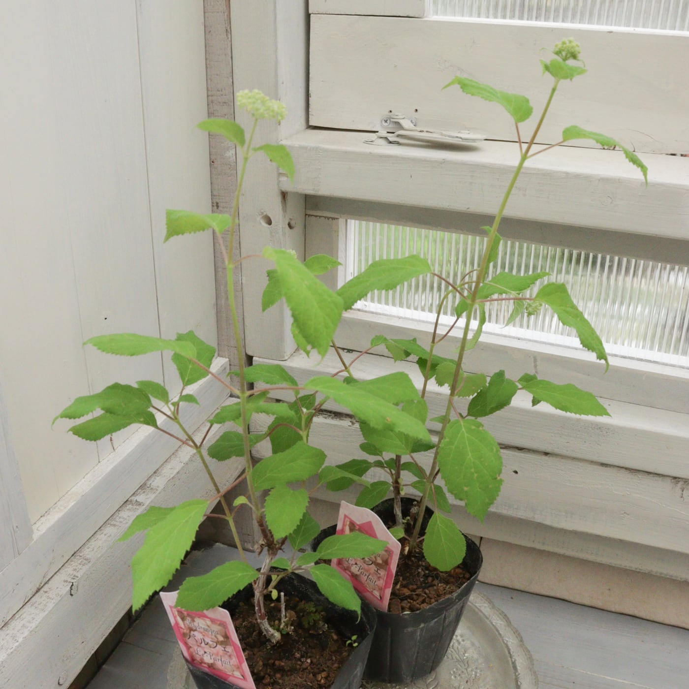 Green heartꕥオンラインショップ