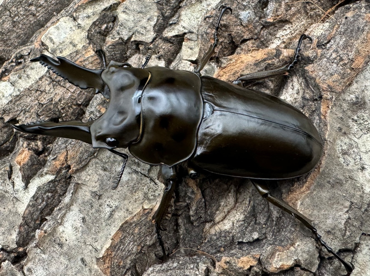 《ババオウゴンオニクワガタ 65mm ペア》