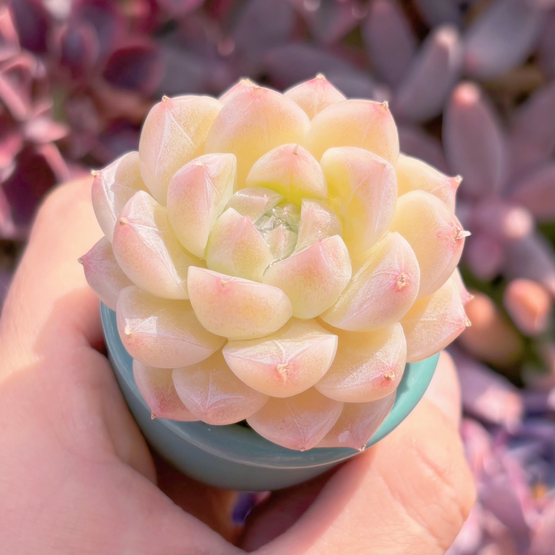 多肉植物 氷川 新入荷 るる農園 | るる農園~多肉植物専門